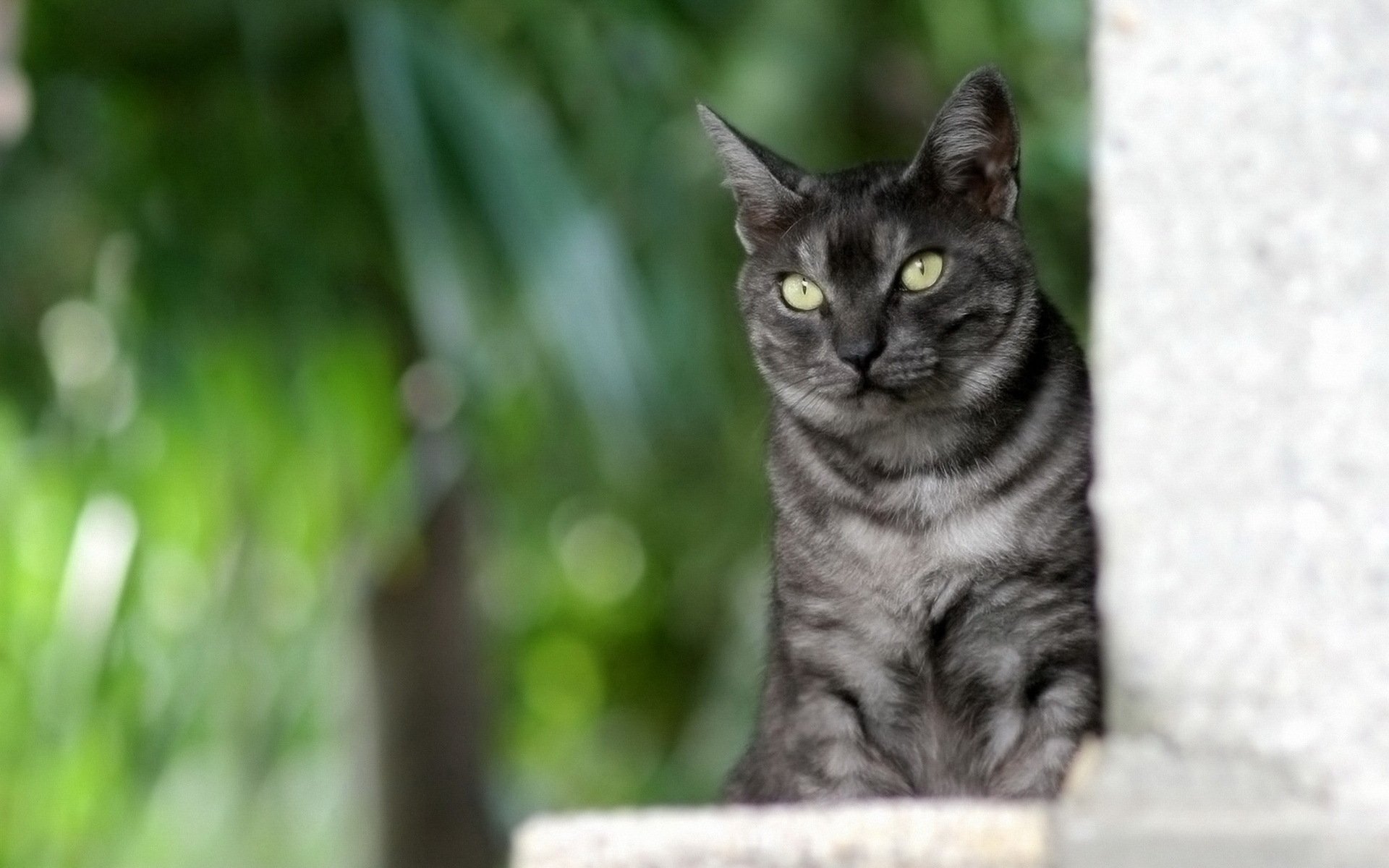 chat gris rayé assis fond vert