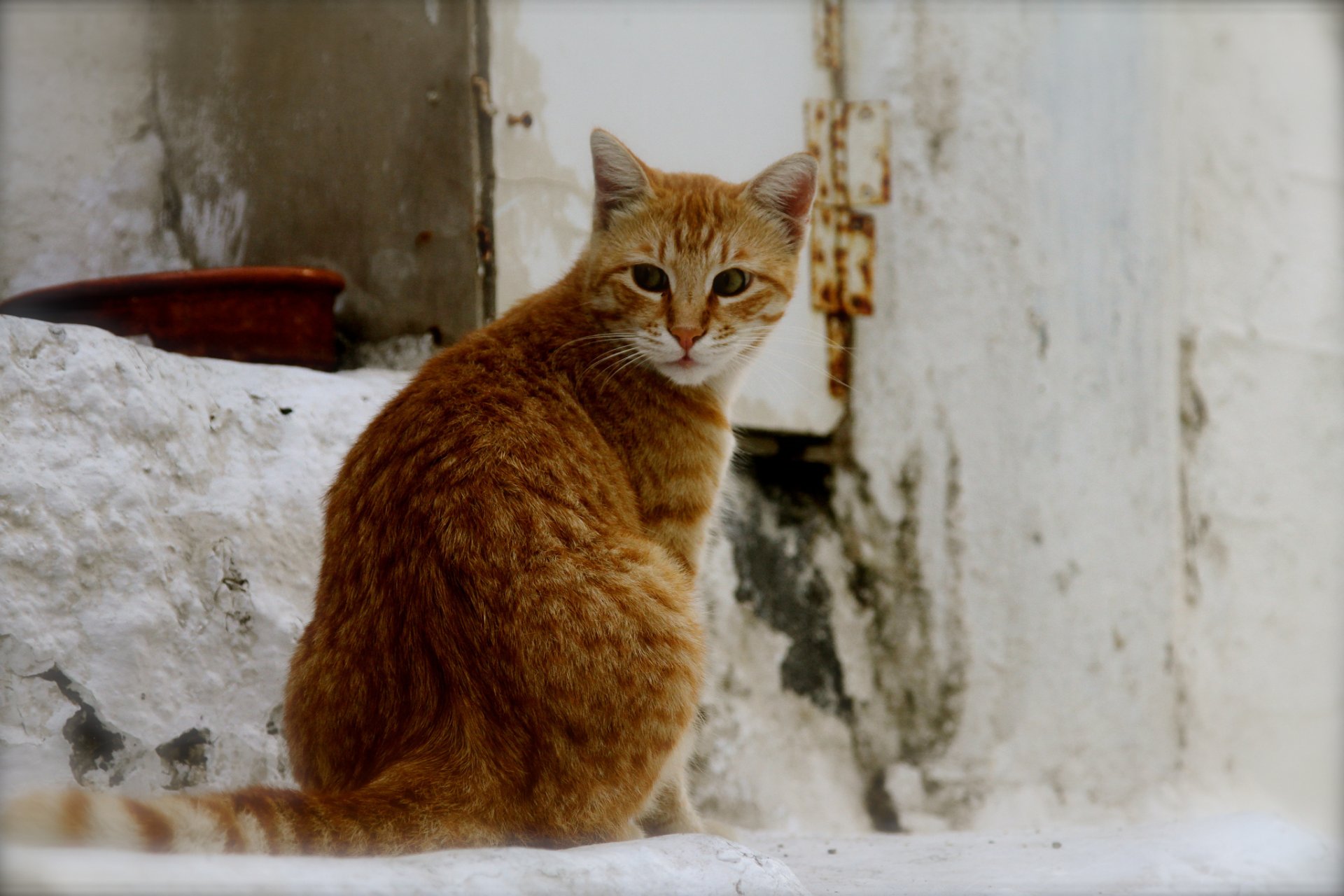 кошка кот рыжий уличный фон