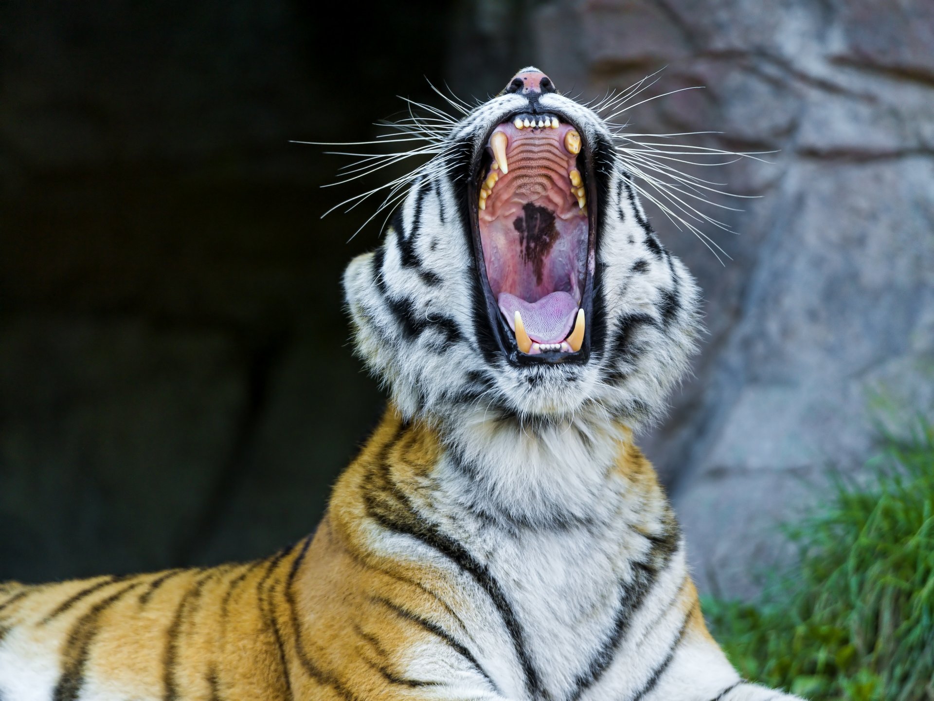 amur tiger wild cat face yawns fall fang