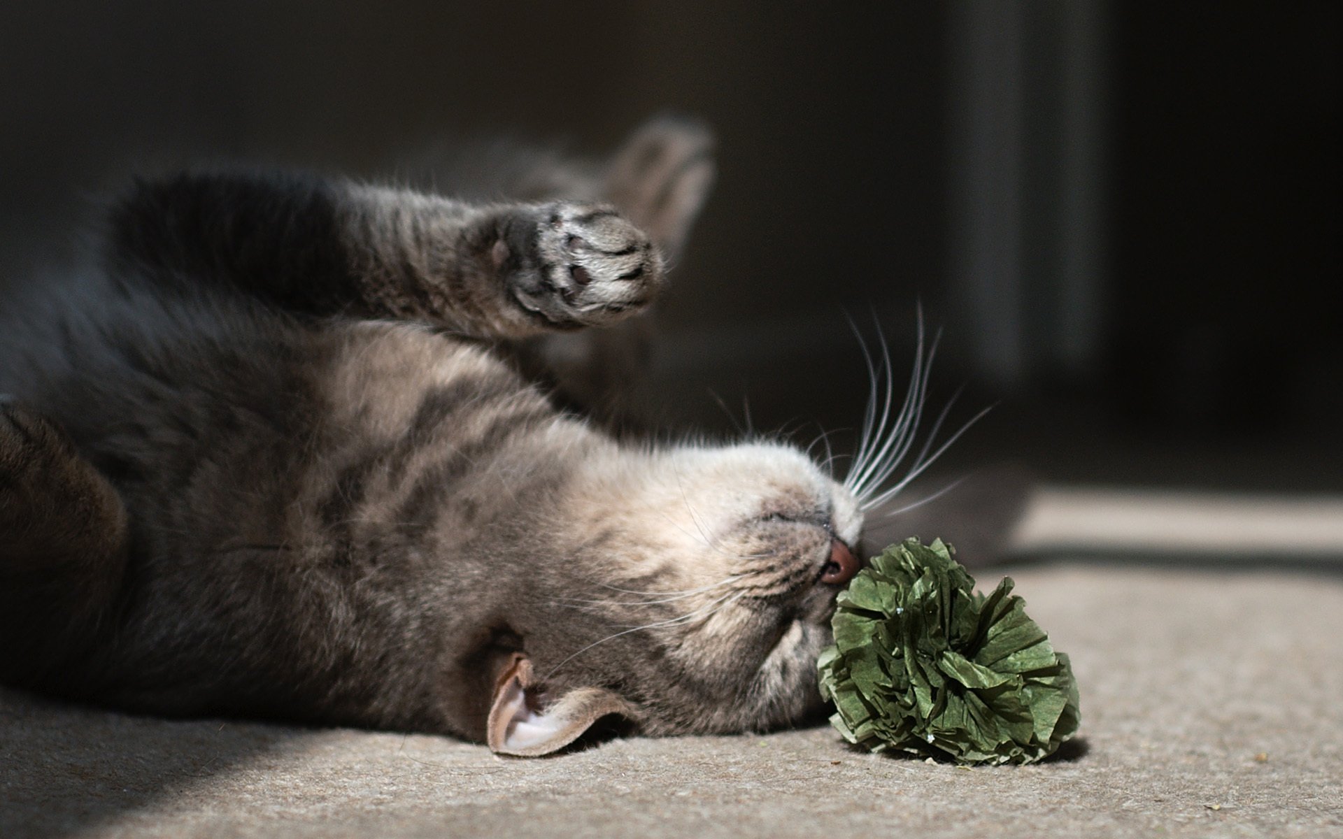 gato gato juego en el suelo flor