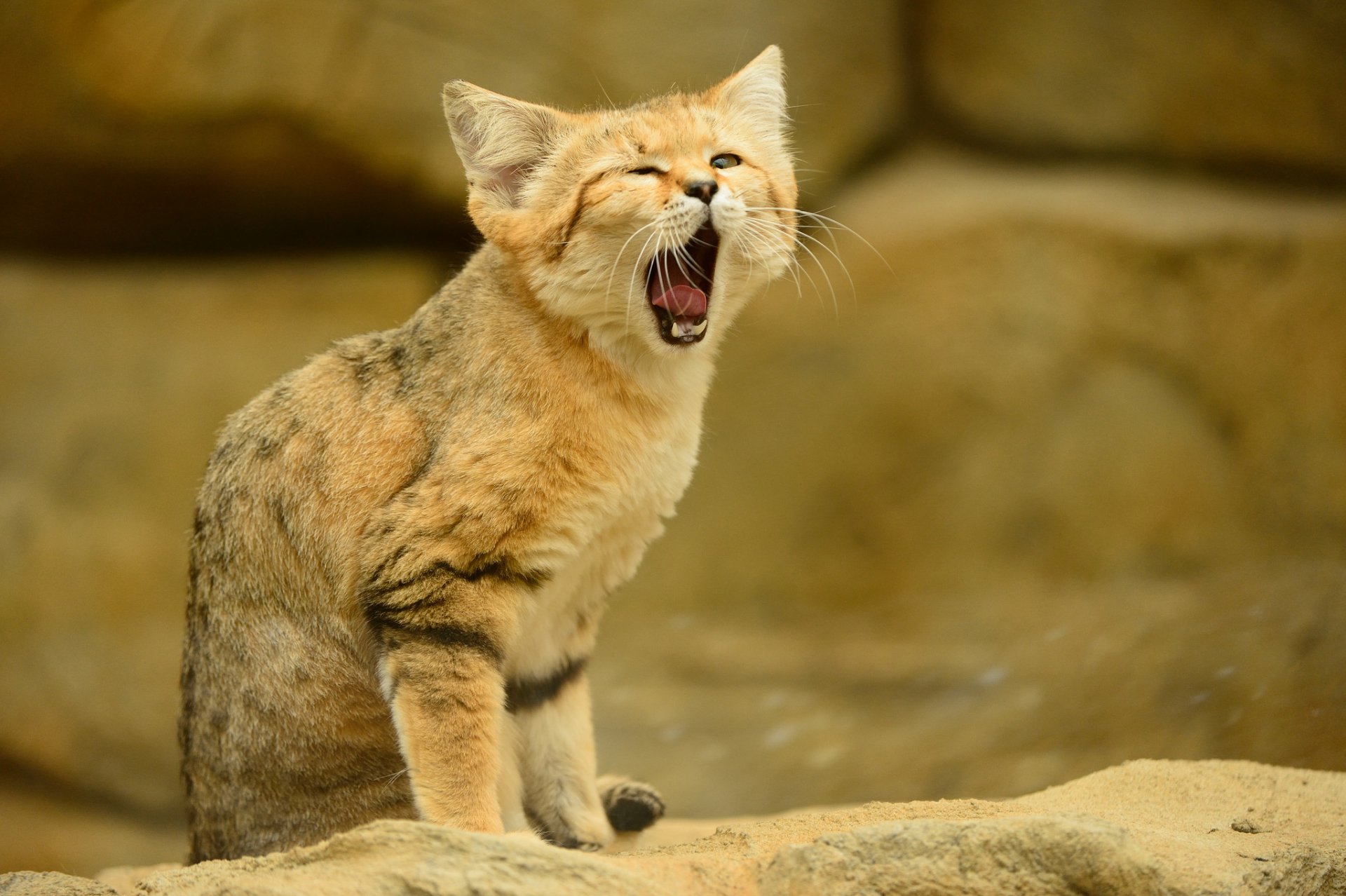 dune cat sand cat tongue cat gaze sand cat yawn