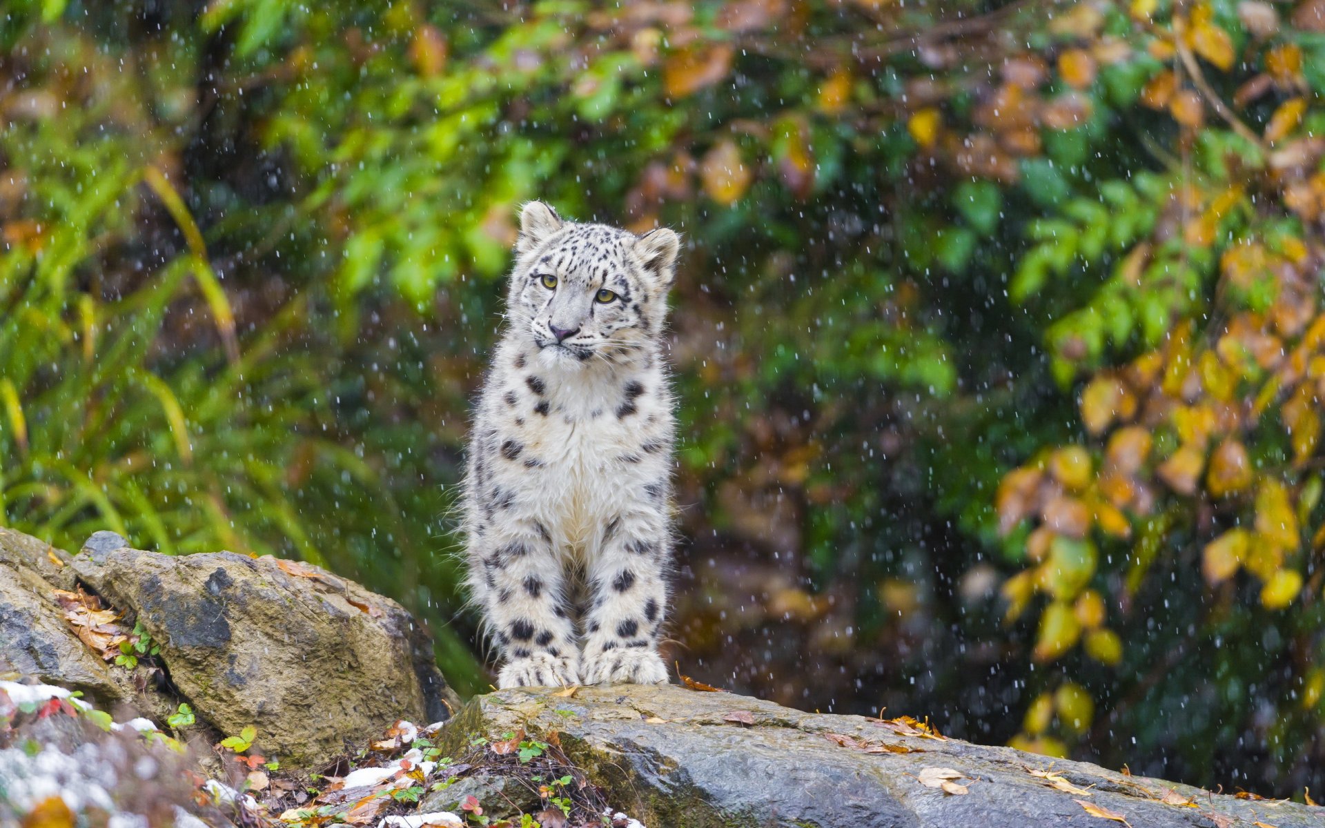 schneeleopard irbis schnee