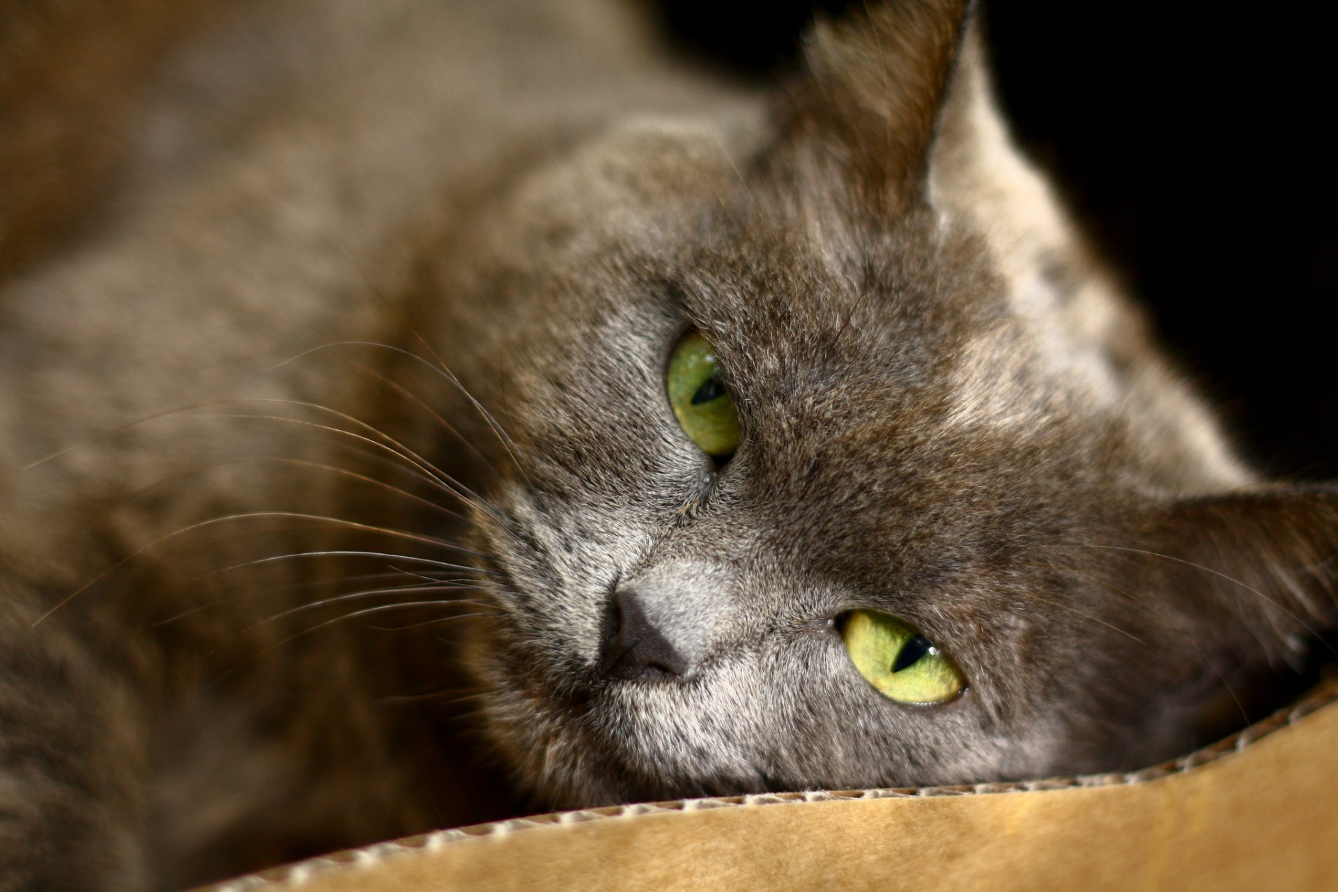 gatto gatto grigio si trova occhi verde