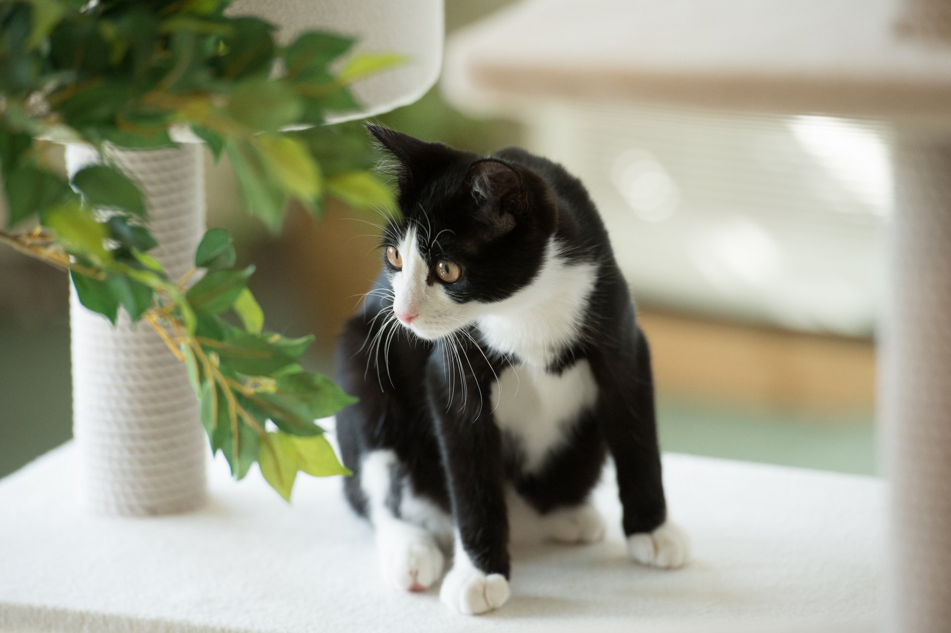 katze katze schwarz und weiß pflanze blätter