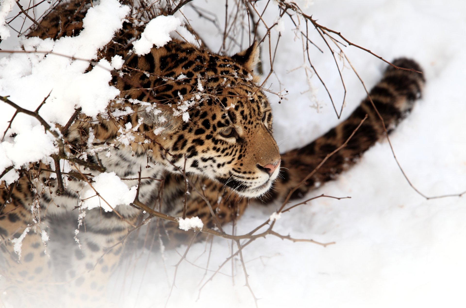 giaguaro neve inverno gatto