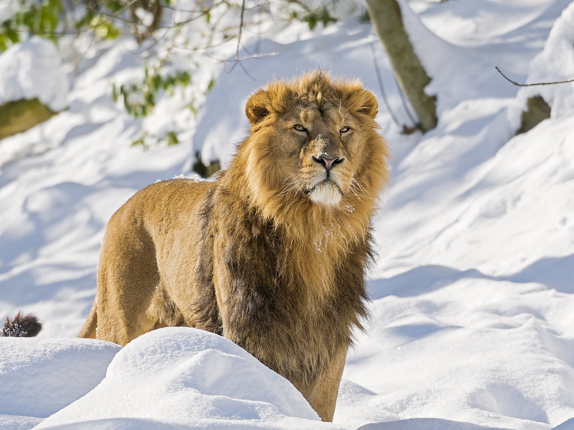 león asiático hocico melena depredador vista nieve