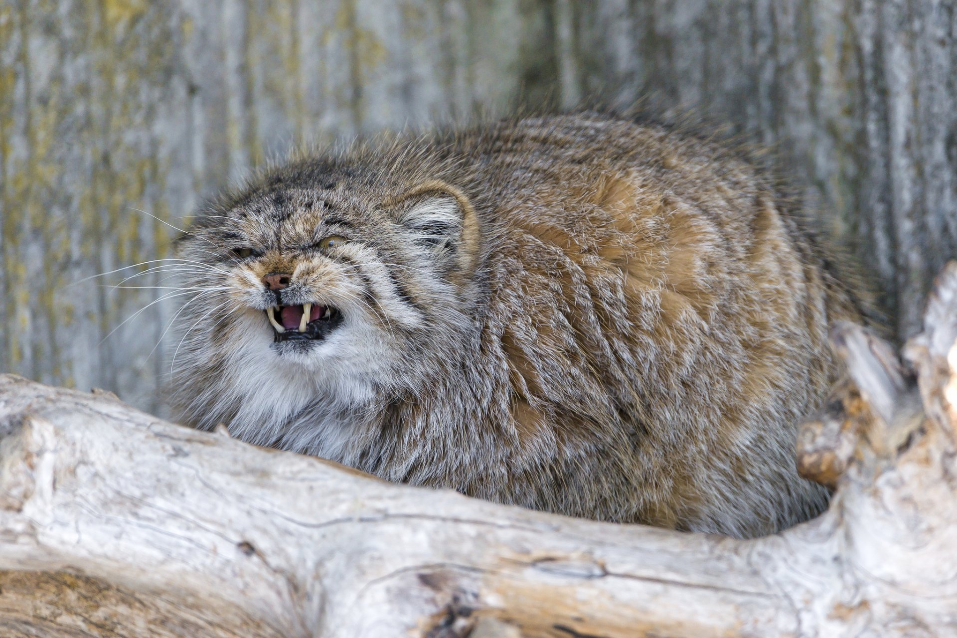 manul gato colmillos enojado peludo ©tambako the jaguar