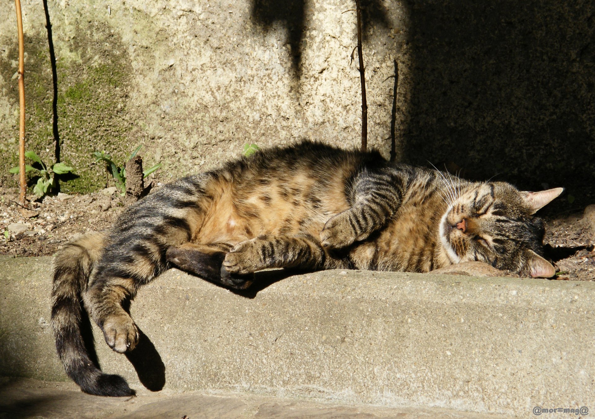 gato gris rayas al aire libre durmiendo