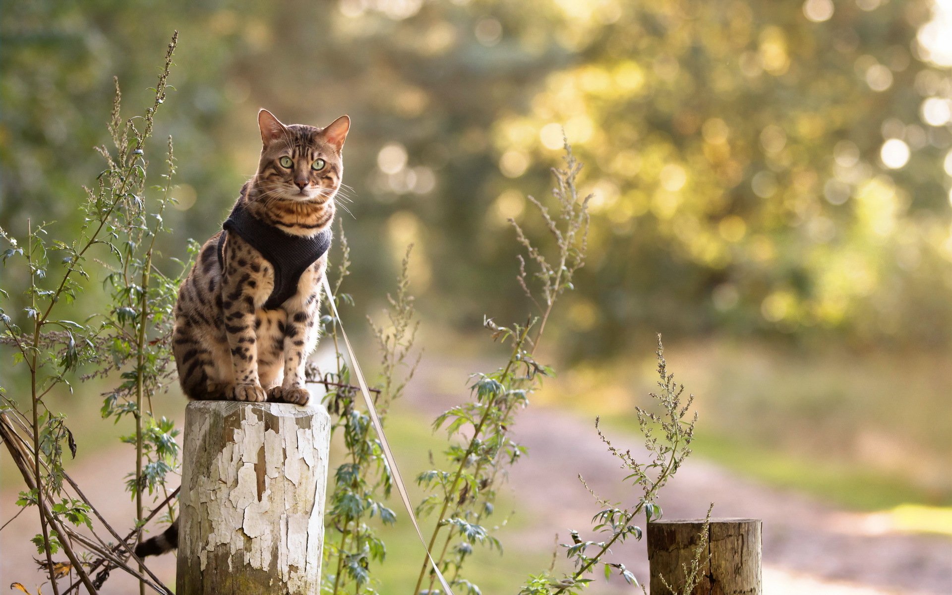 gato mirada naturaleza