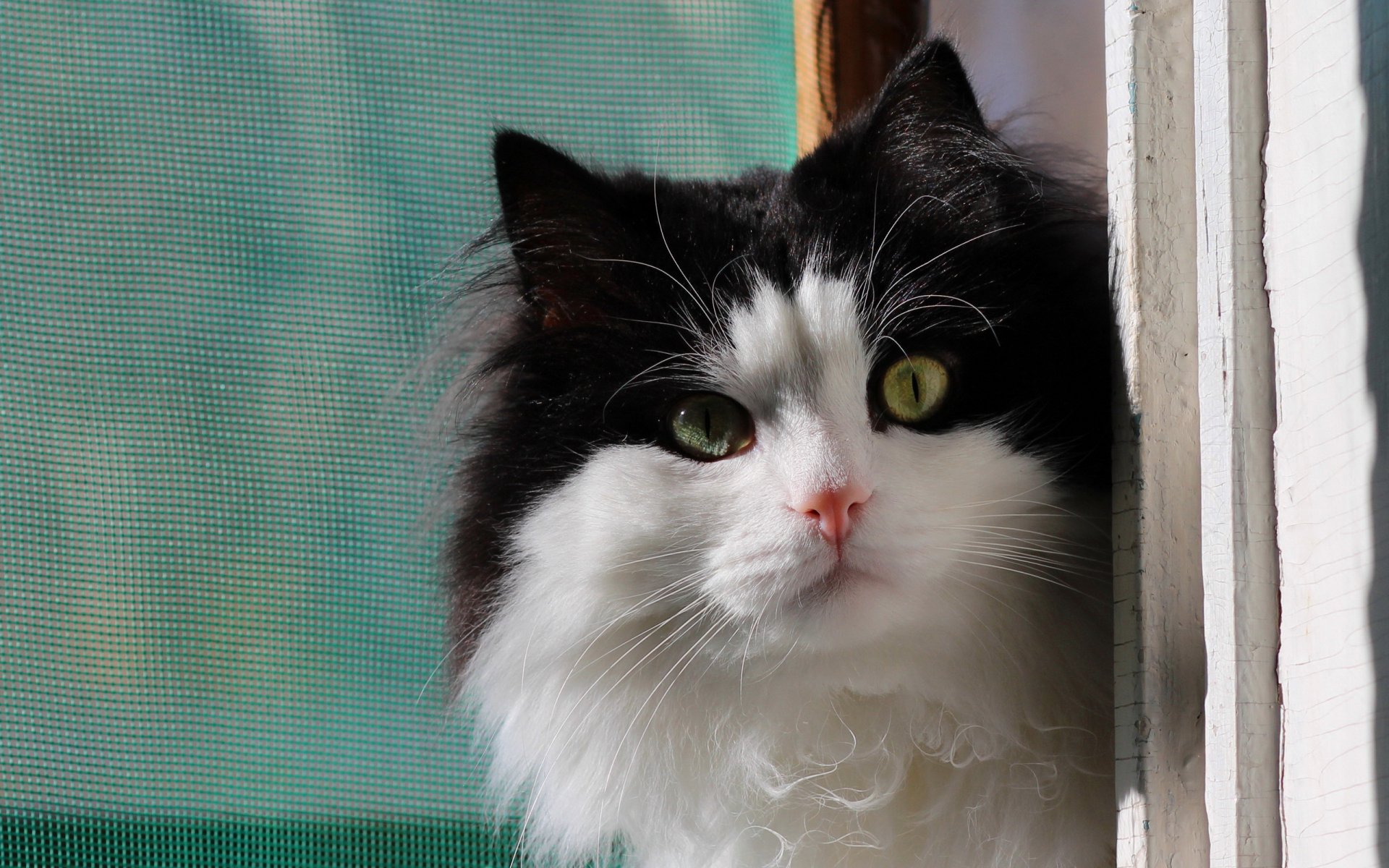 katze fenster hintergrund