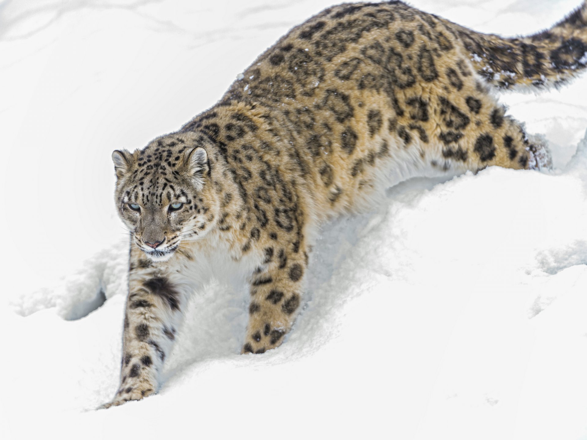 leopardo delle nevi gatto irbis inverno neve ©tambako the jaguar