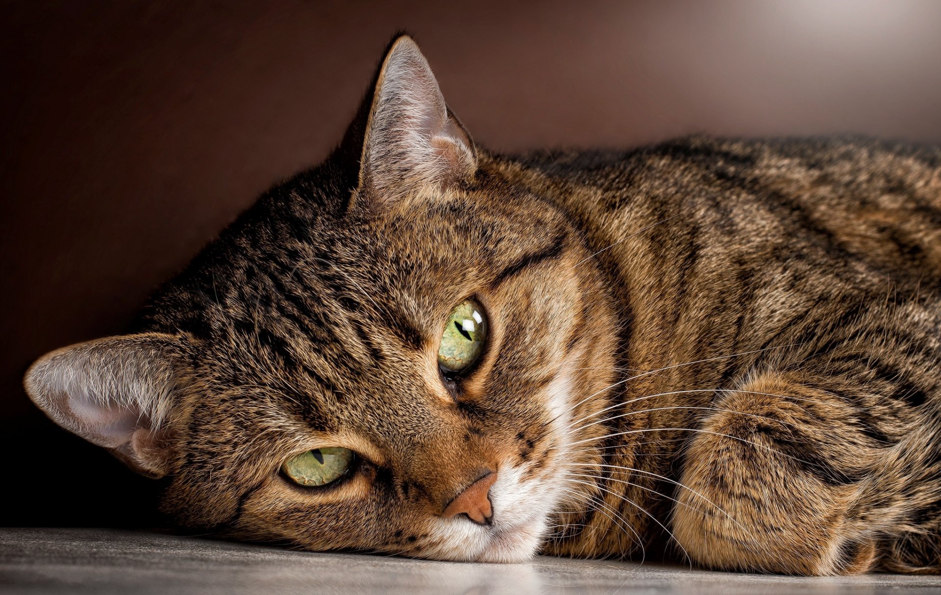 katze gestreift katze liegt schaut blick augen grün