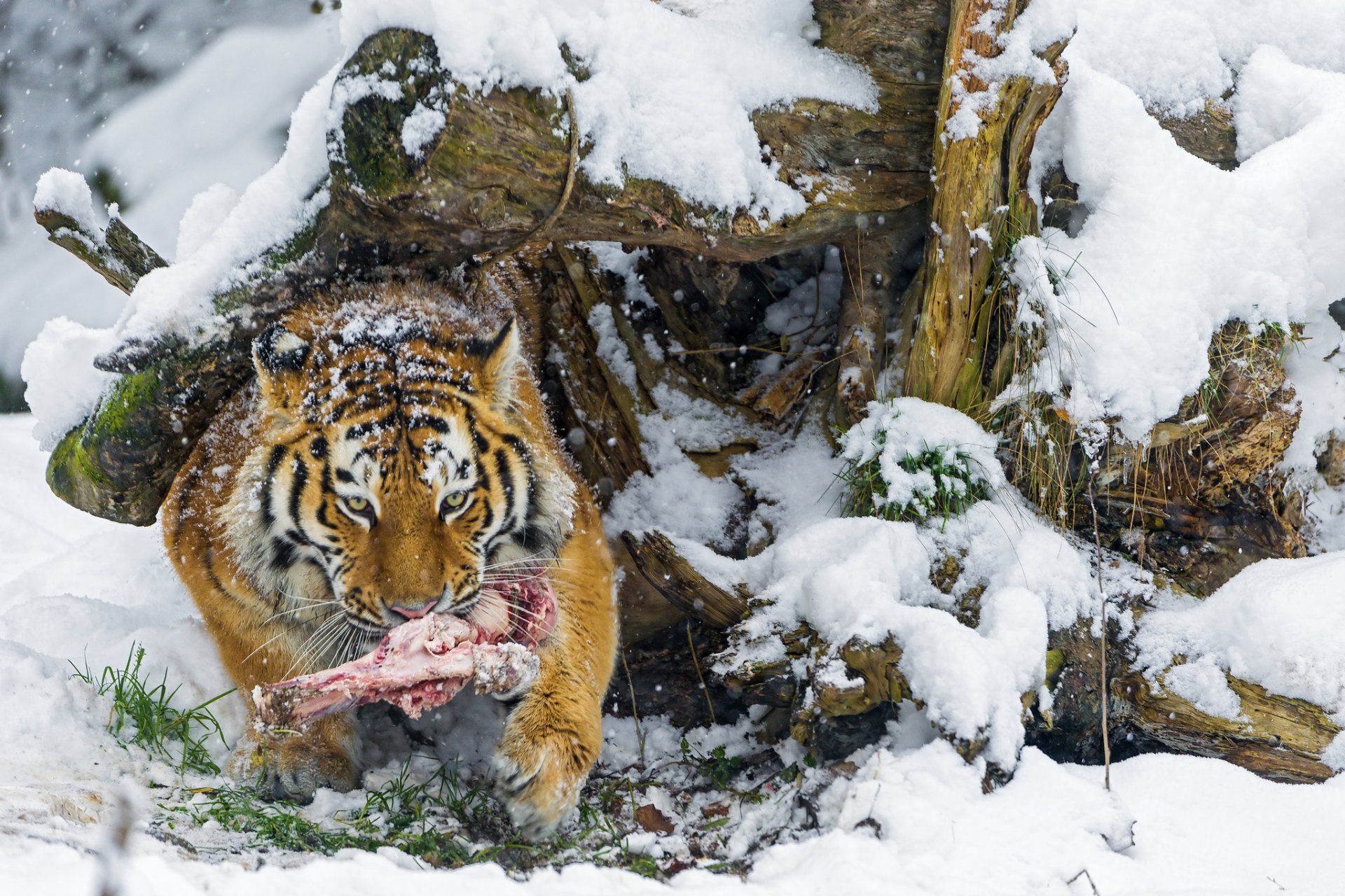 amur-tiger große katze raubtier schnee winter knochen