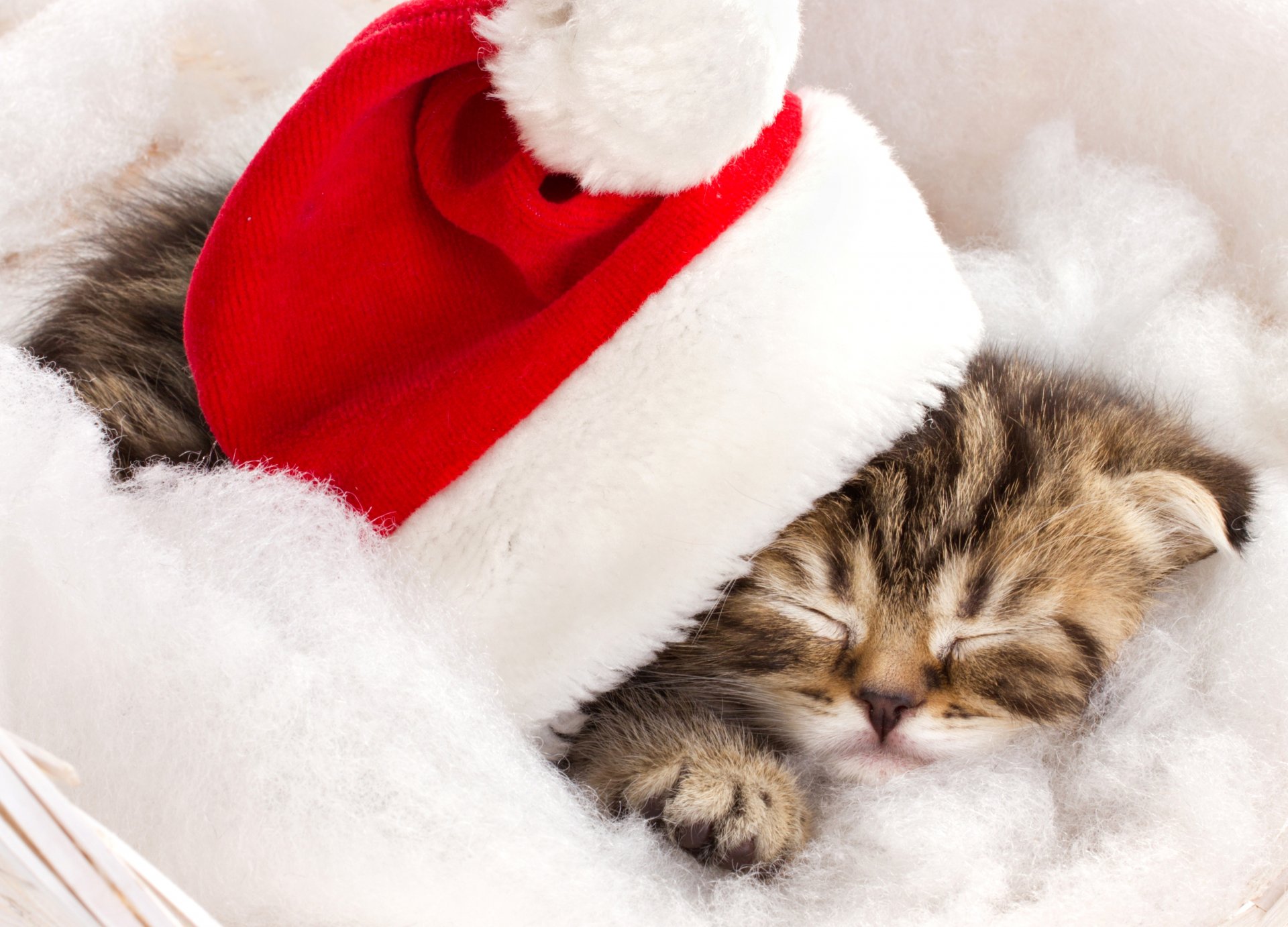 chat chaton rayé dormir chapeau rouge nouvel an vacances hiver