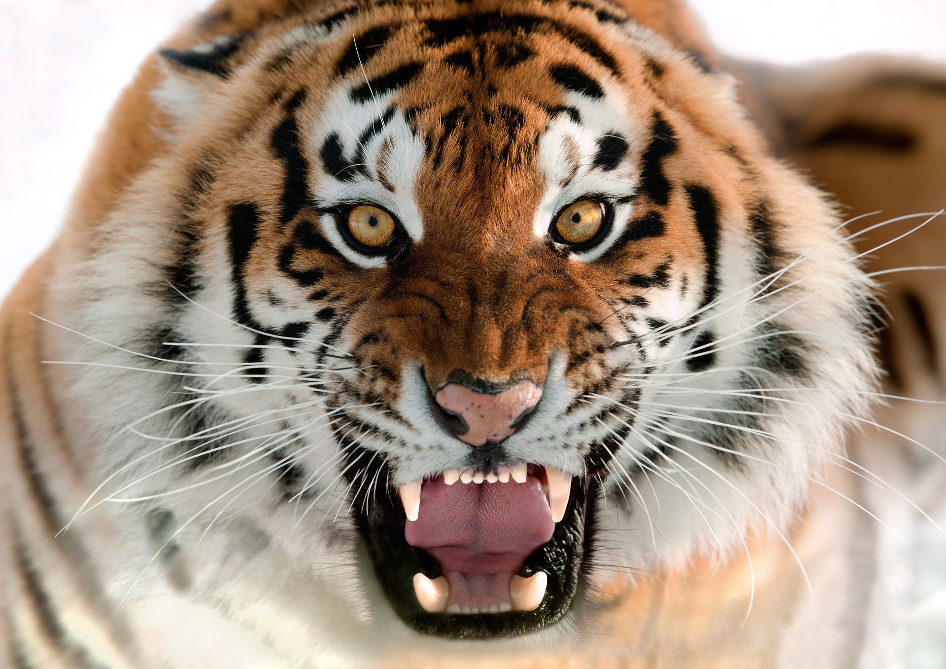 amur tiger cat face grin fang