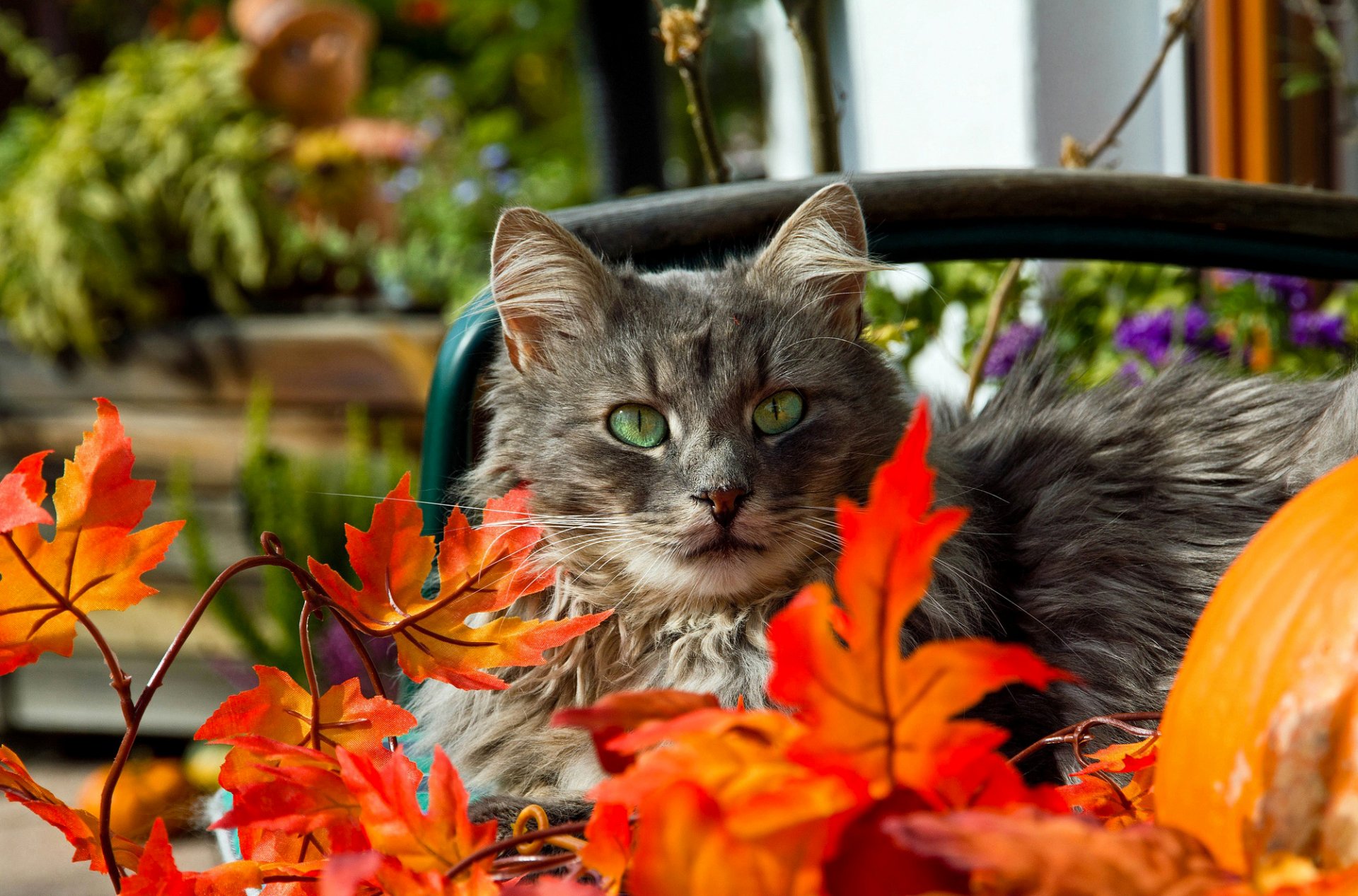 cat grey eyes green mustache leaves orange red autumn