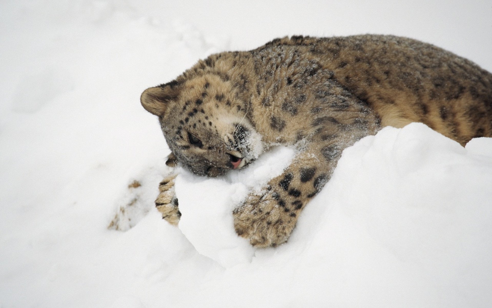 now leopard snow leopard cat hugs snow winter