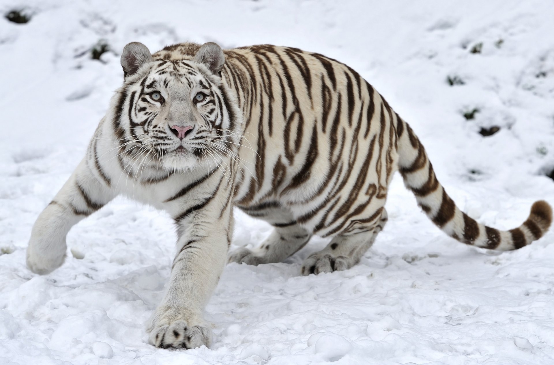 tigre prédateur neige hiver