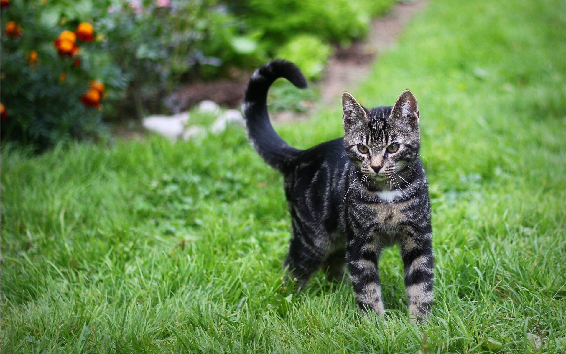 gato gato rayas hierba verde