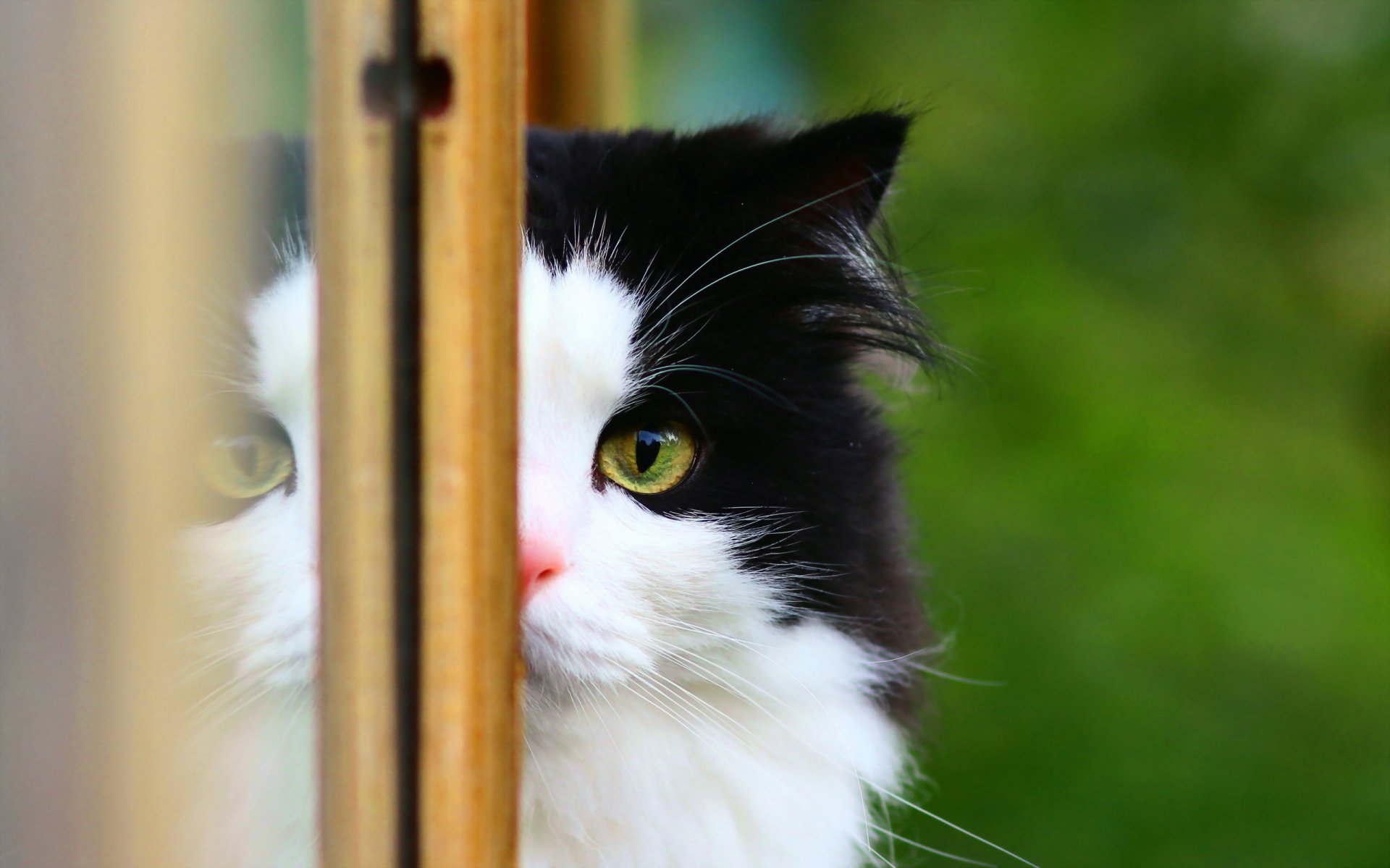 gato ventana fondo