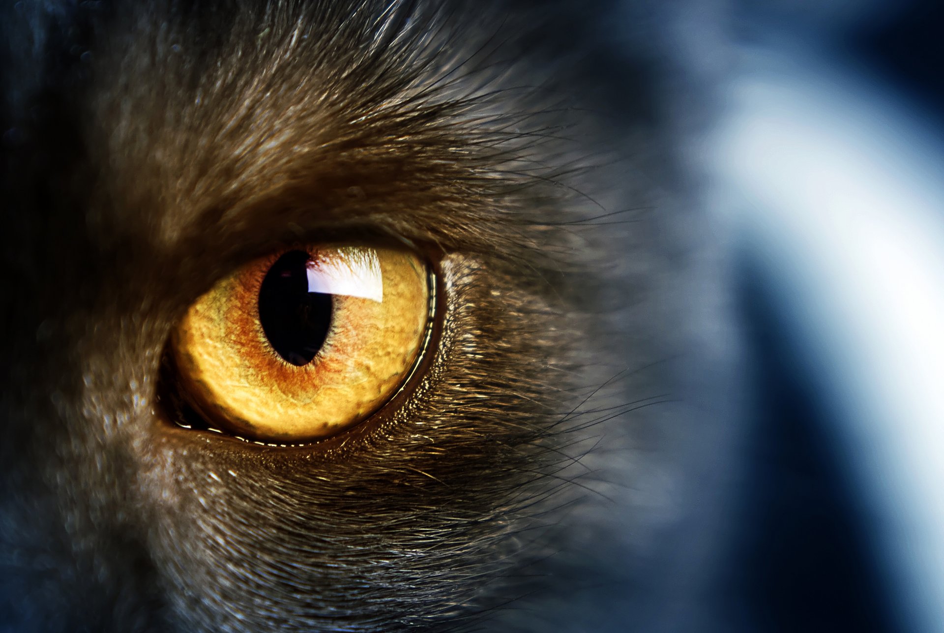 wild cat yellow eye wild cat