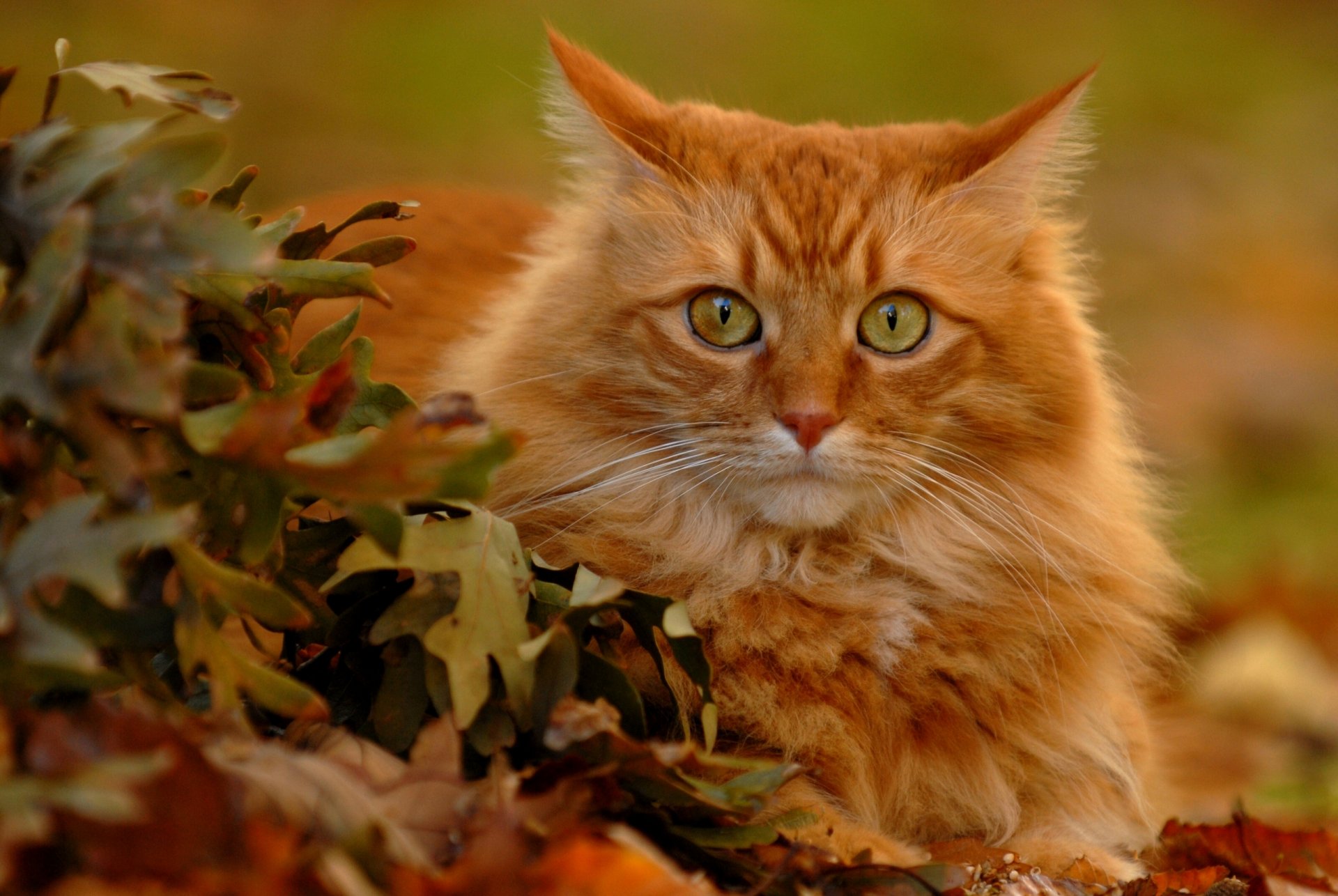 chat roux vue feuilles