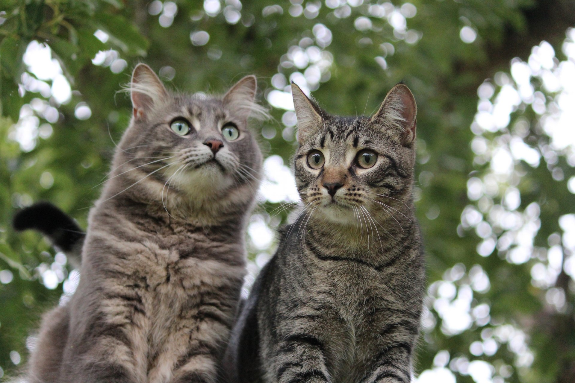 gatto gattino abbagliamento sfondo