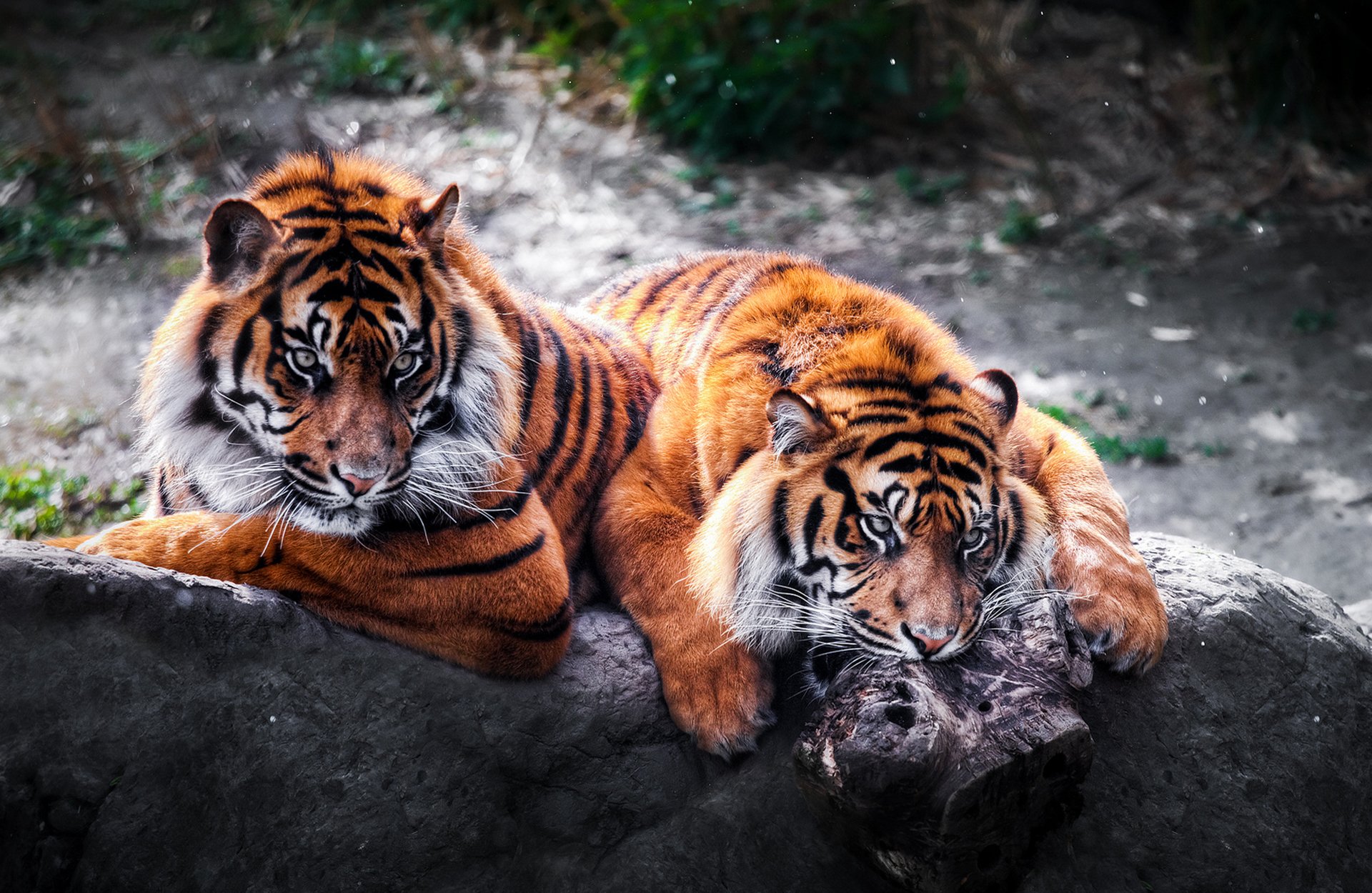 tigres chats sauvages prédateurs couple pierre