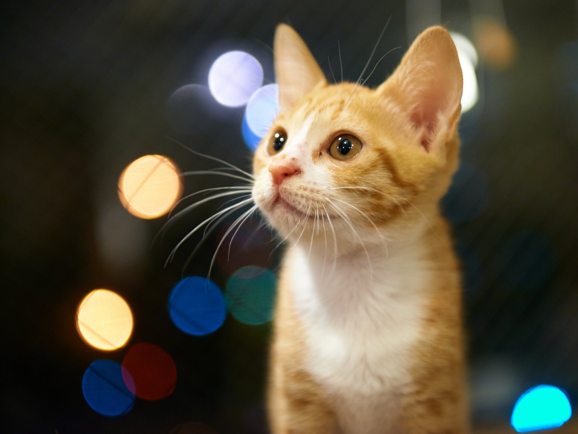 gattino rossa sguardo abbagliamento