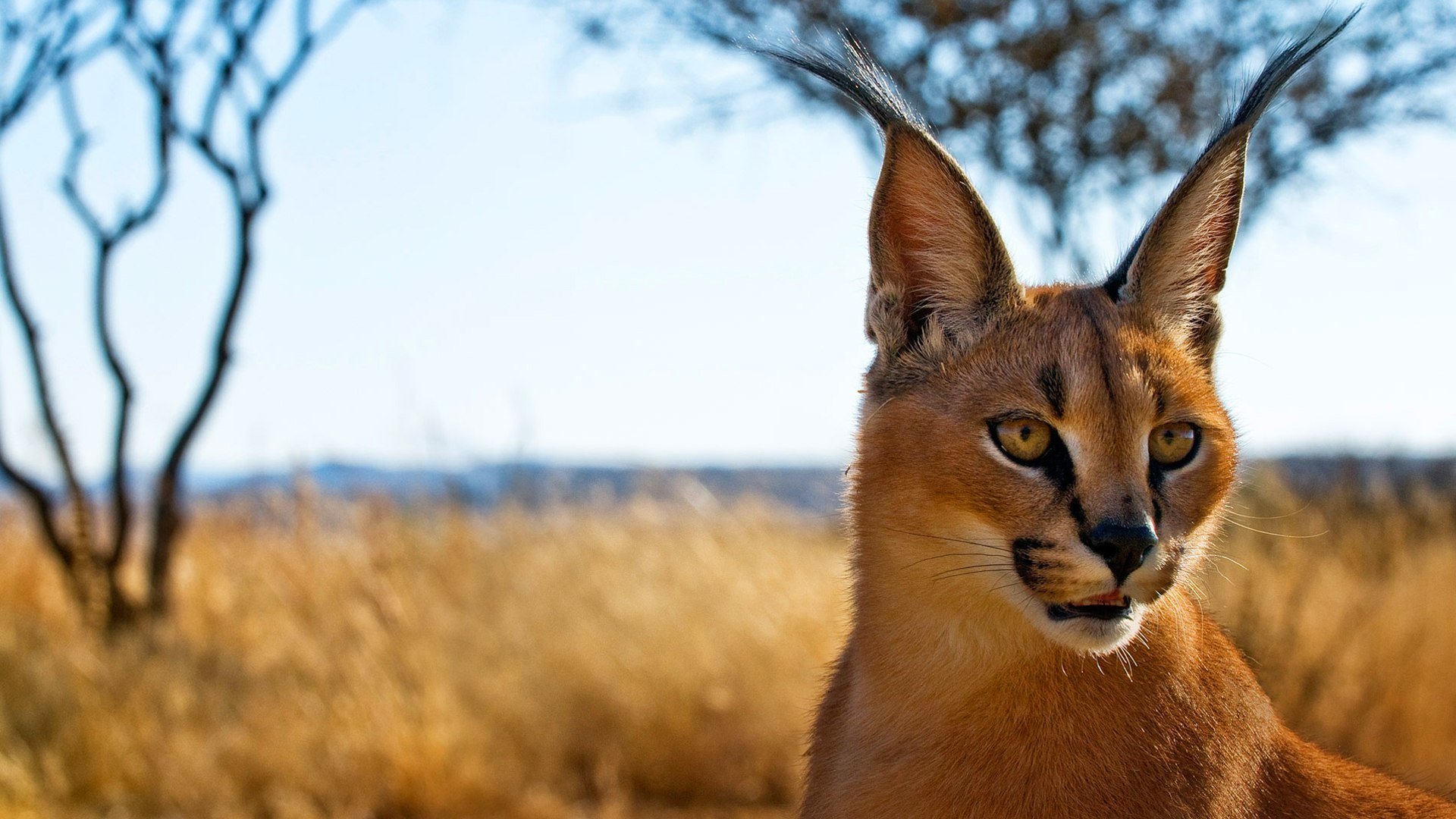 caracal lynx des steppes prédateur museau oreilles glands regard