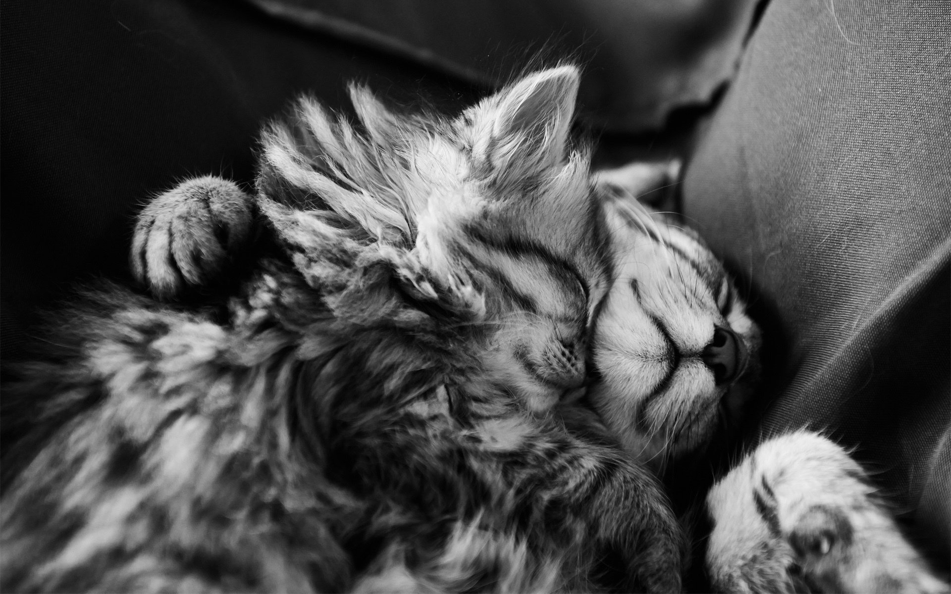 gatitos sueño dormir monocromo pelaje blanco y negro