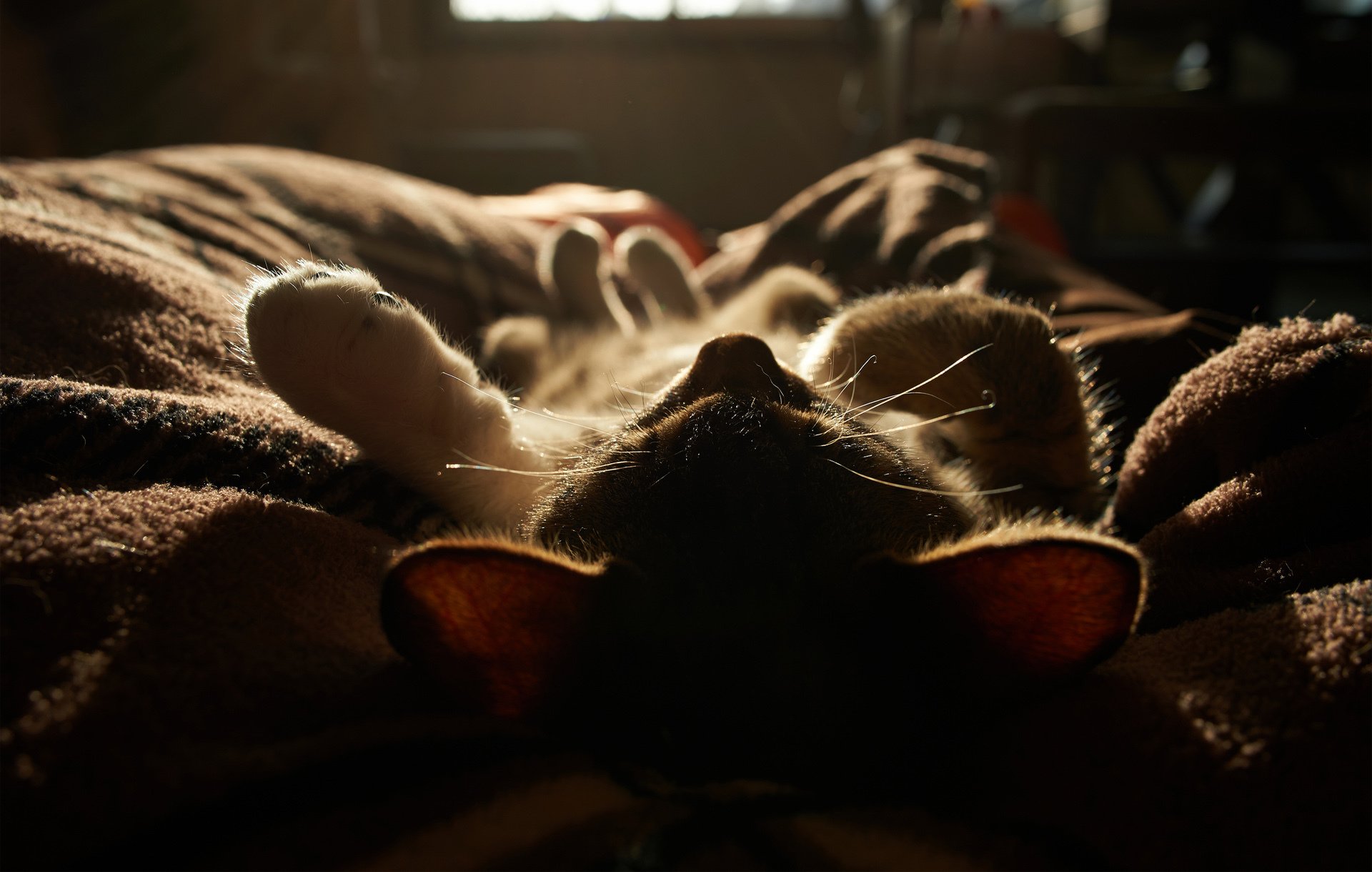 cat kitten sleeping blanket sun light