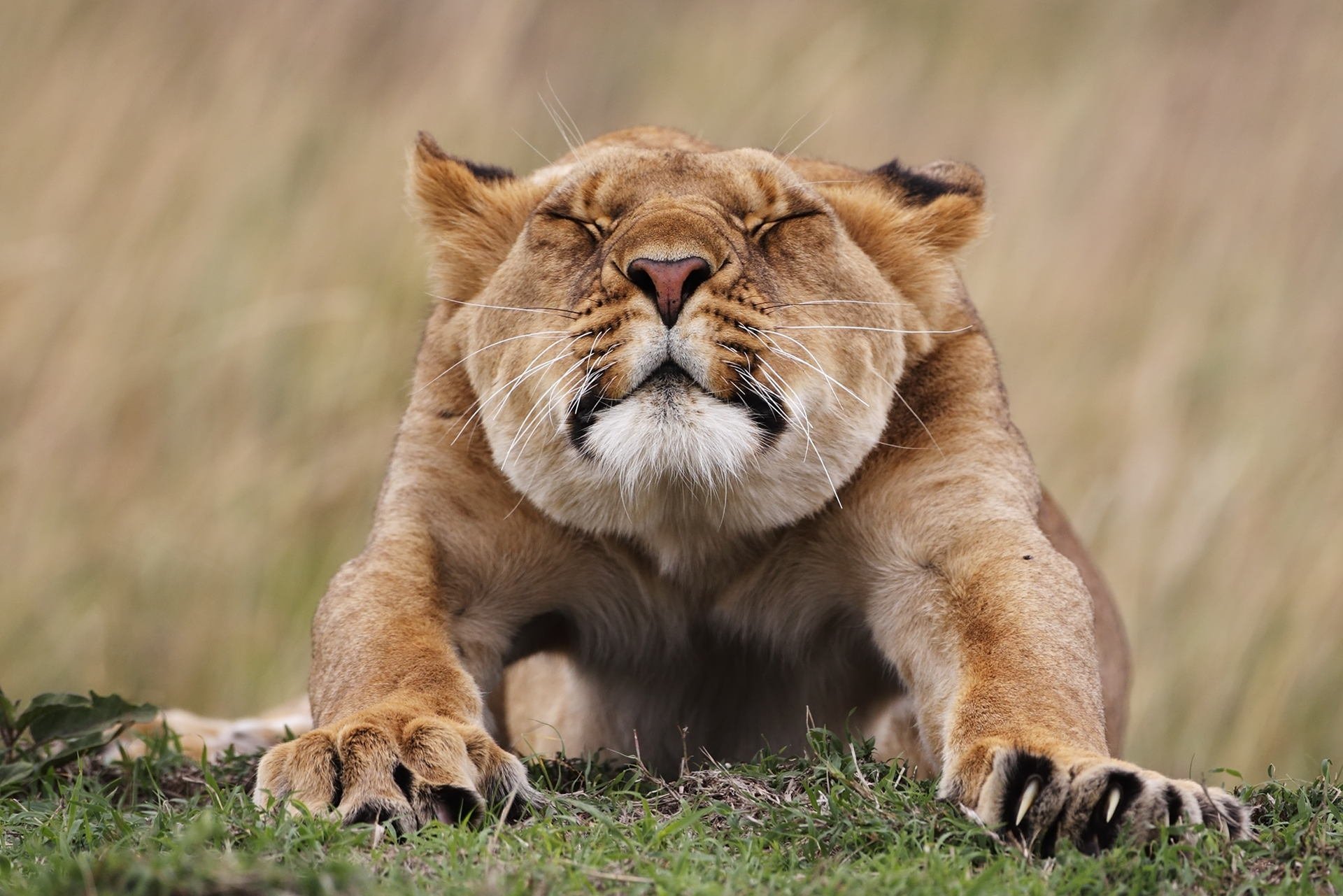 animals lioness potyagushki face feet