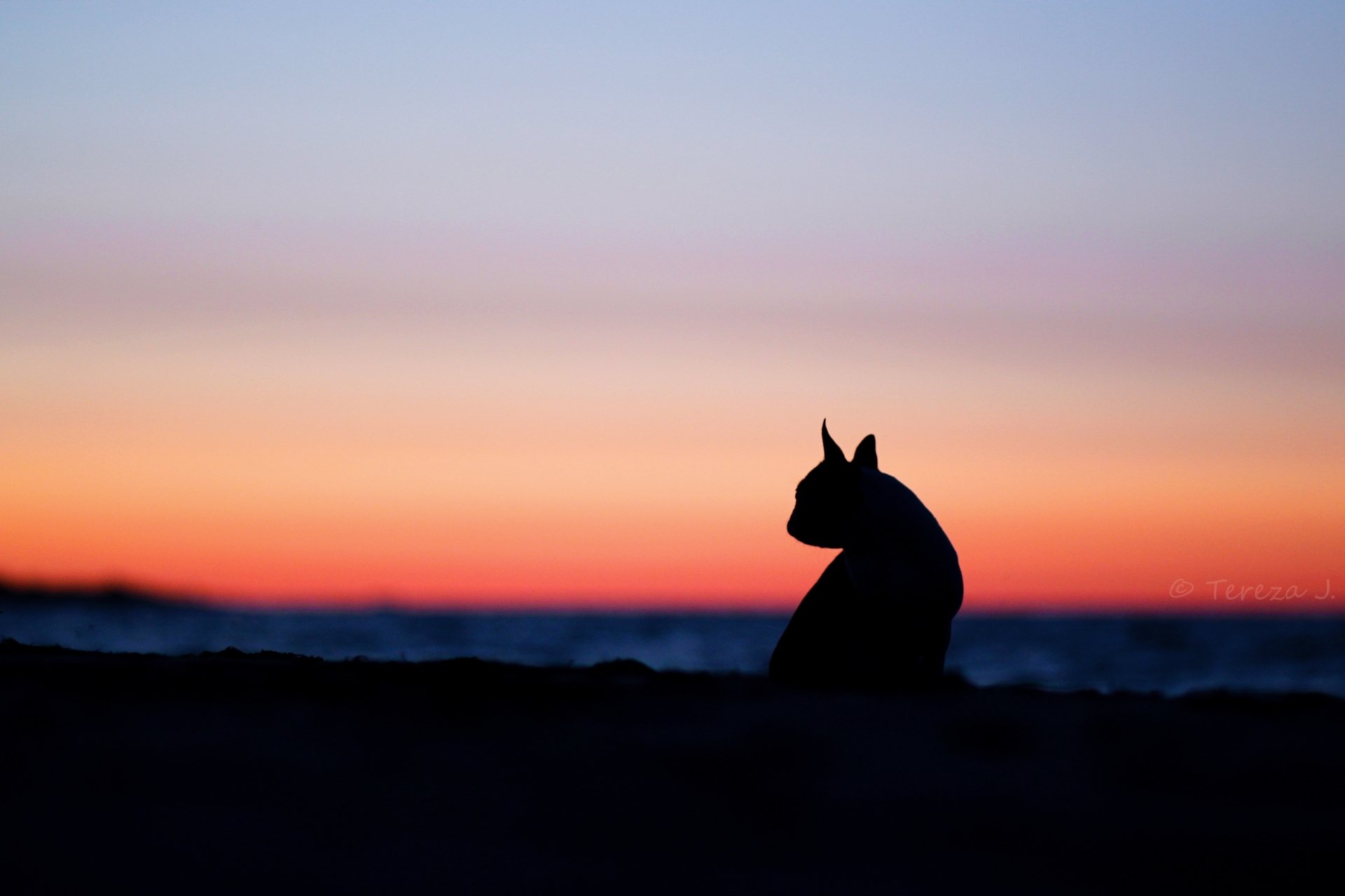 mood cats cat silhouette ears nature sunset sky background wallpaper widescreen full screen hd wallpapers fullscreen