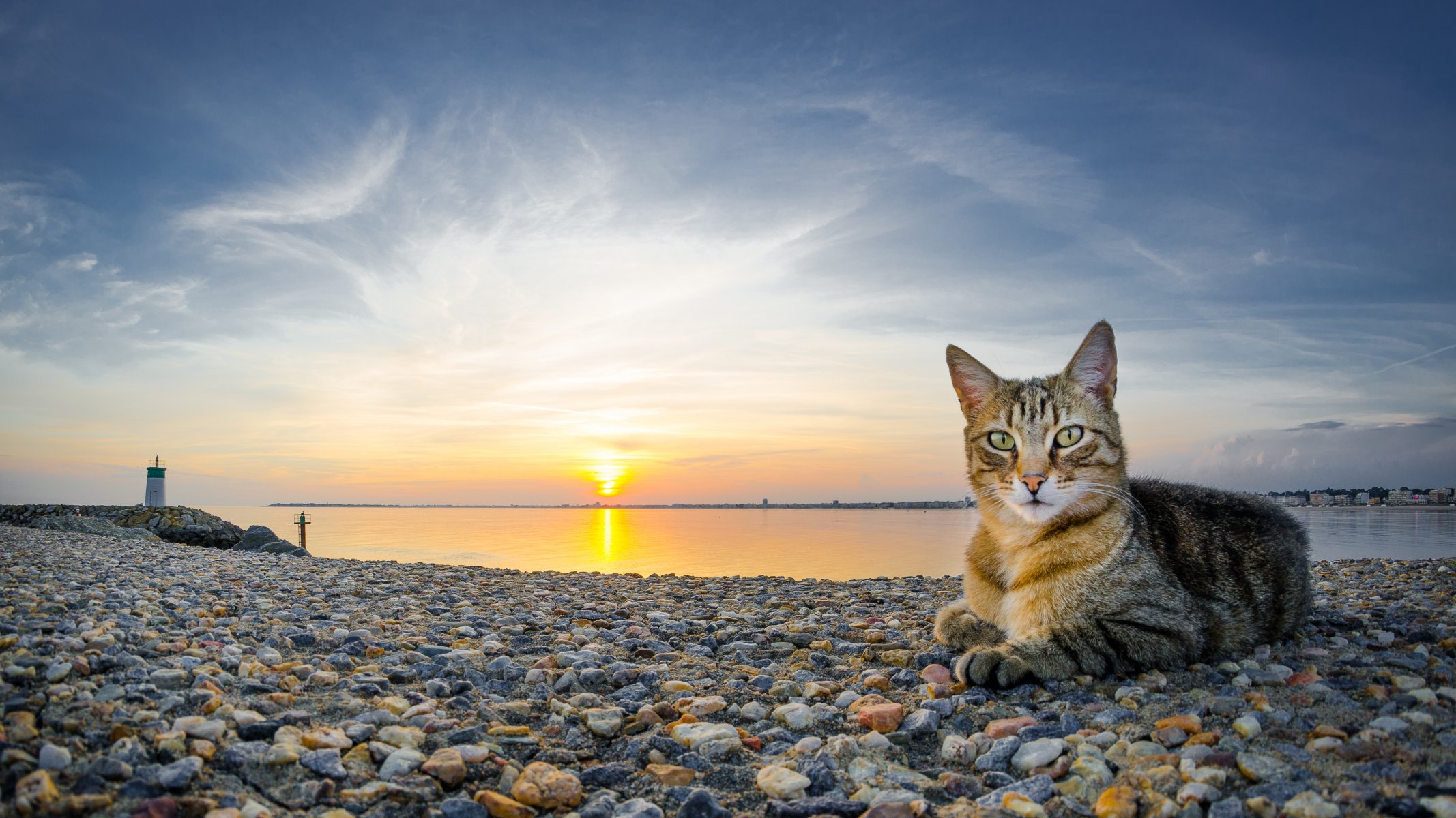 кот кошка пейзаж небо камни вода солнце закат природа