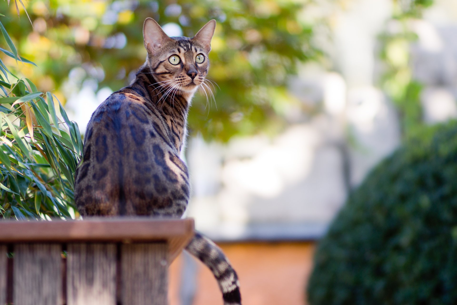 кот бенгальский сидит сад зелень