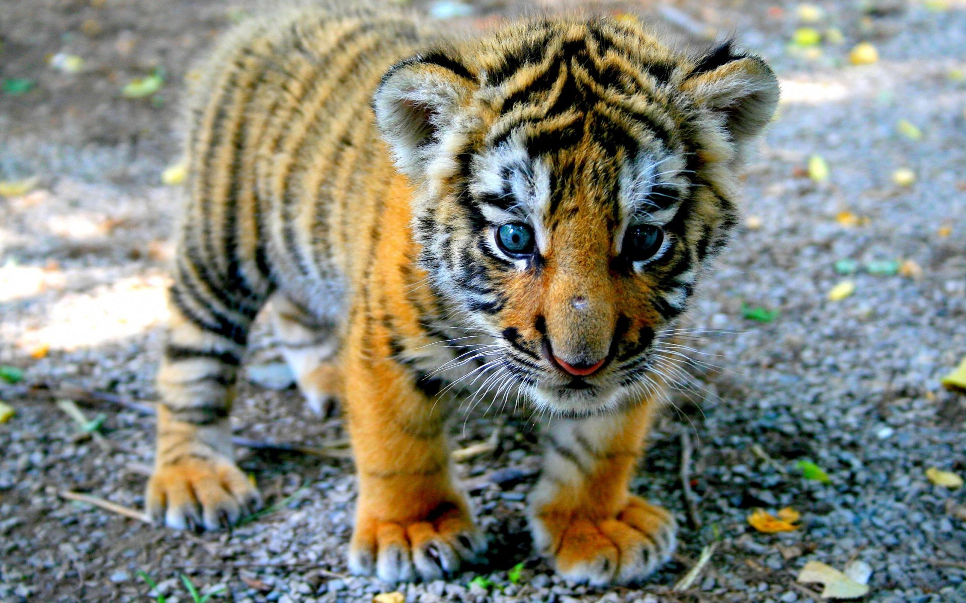 cachorro de tigre patas mirada