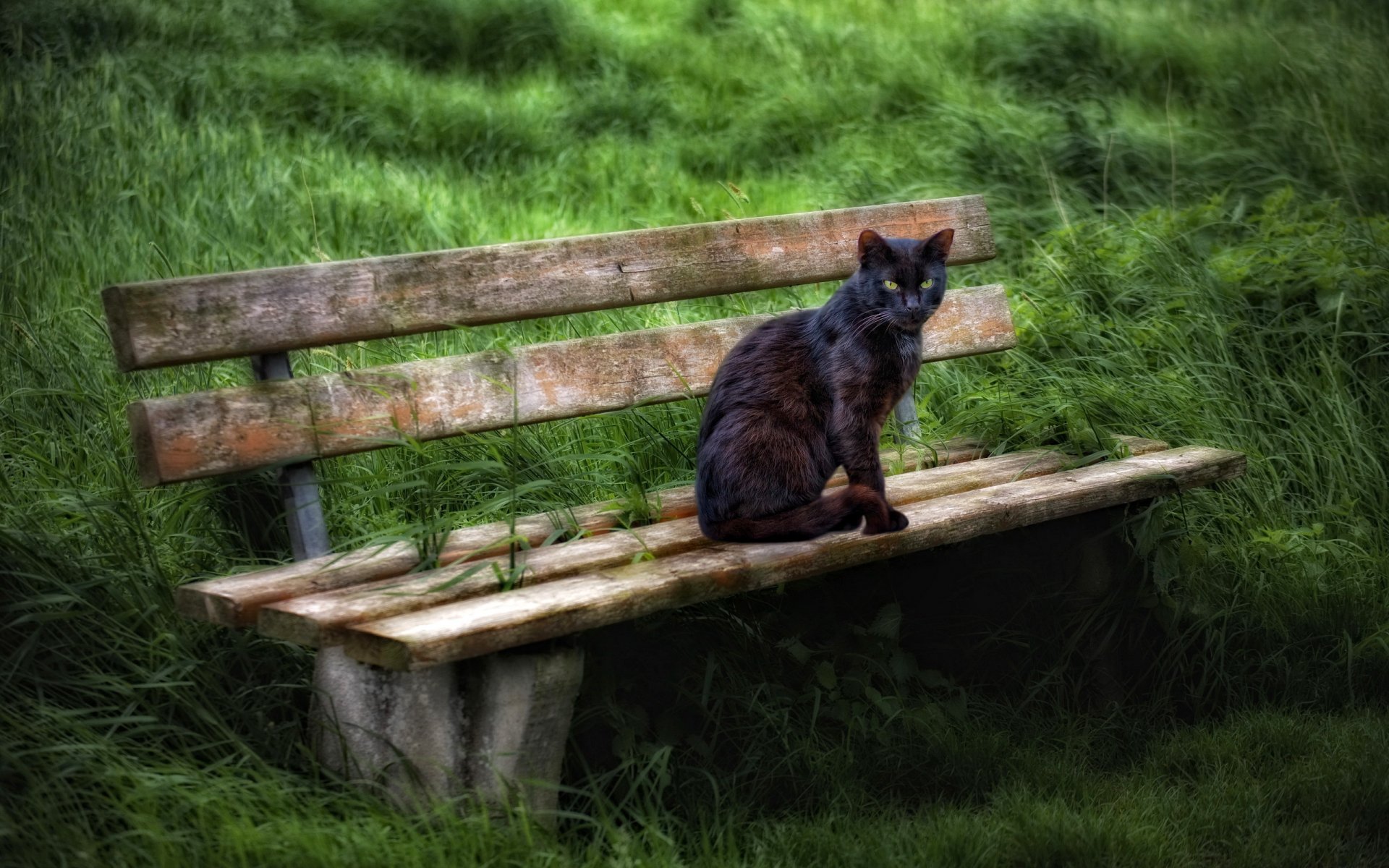 gatto panchina estate