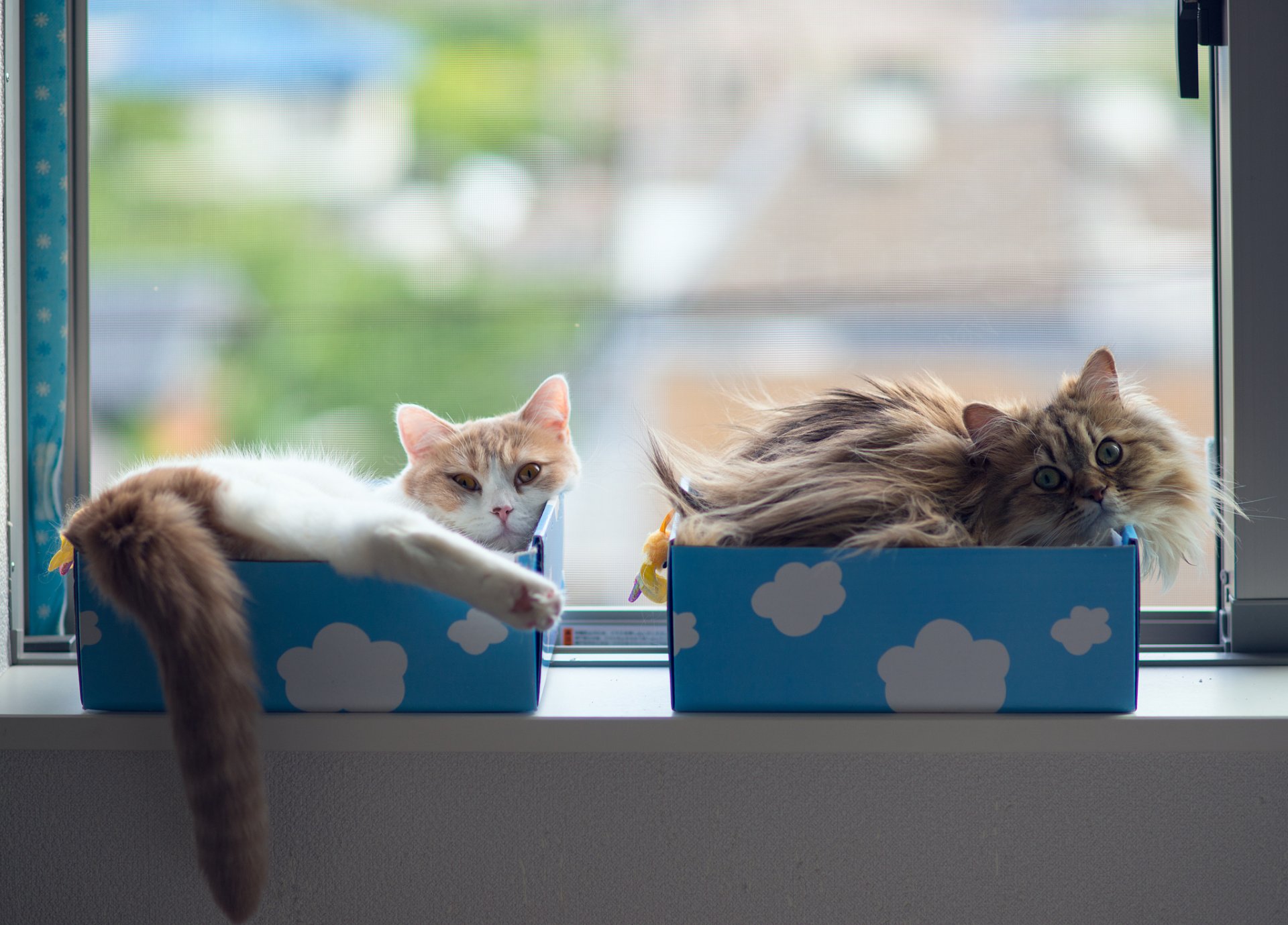 daisy hannah benjamin torode ben torode cats window box