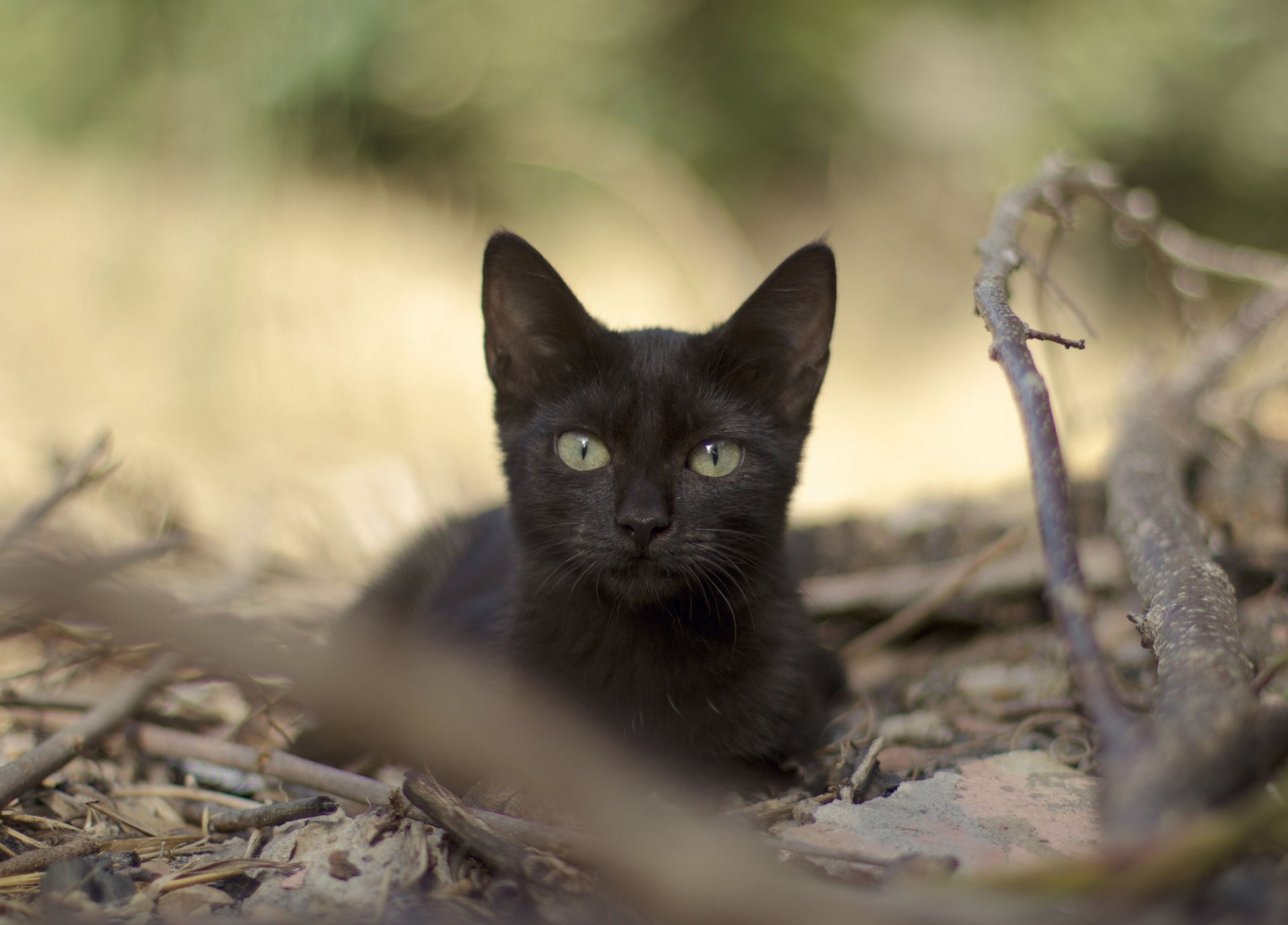 ramas hojas gato negro mirada