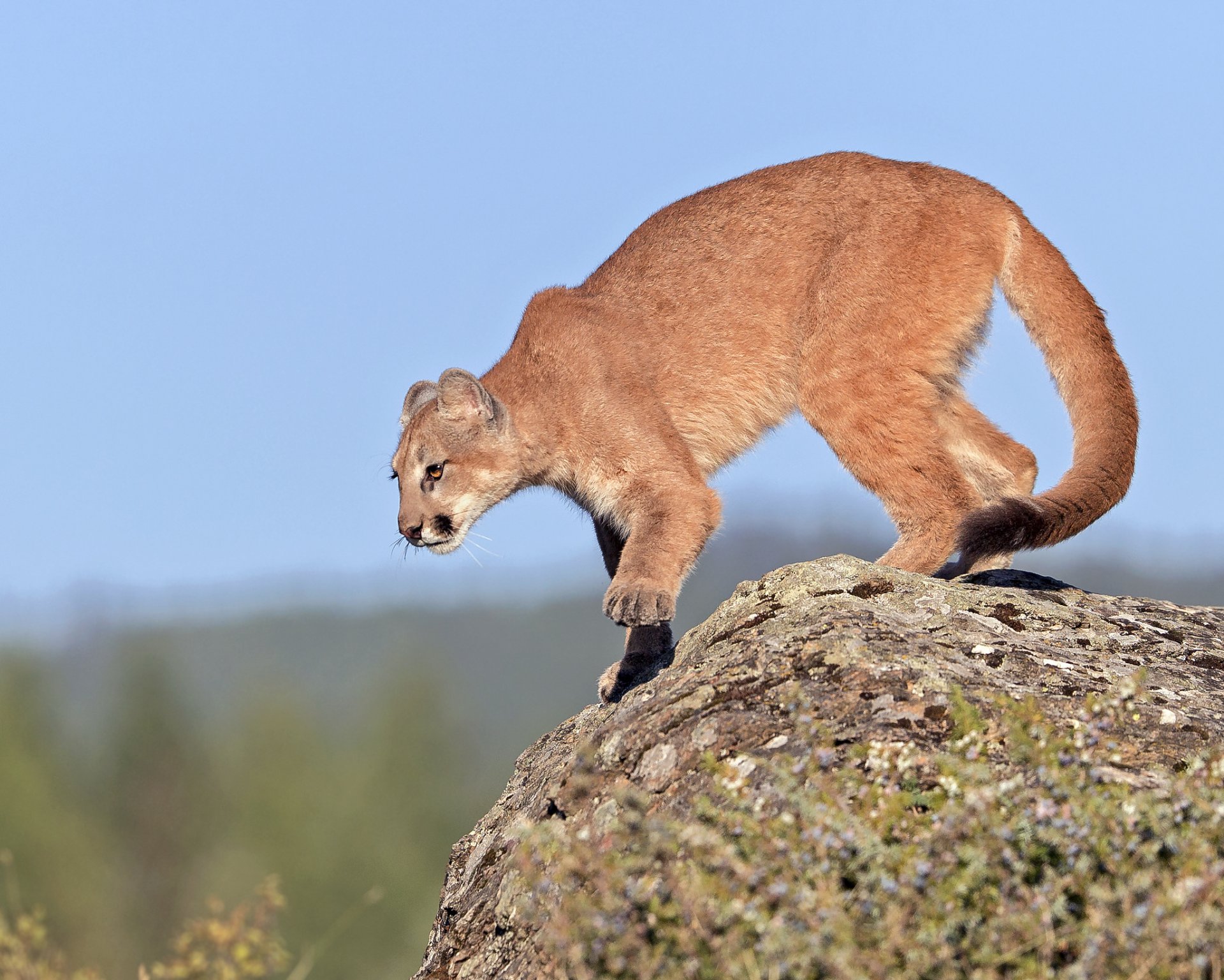 puma młoda skała gotowość niebo gary samples rhotography