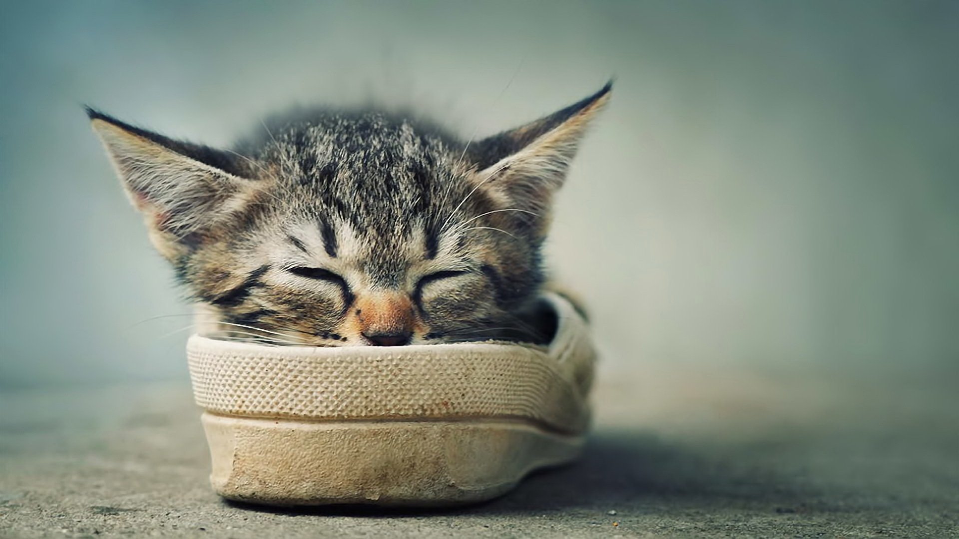 kitten sleeping sports ears antennae shoe