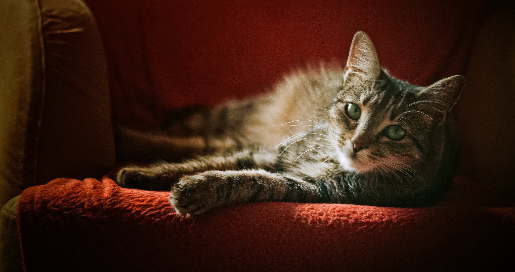 sillón gato gris rayas mirada