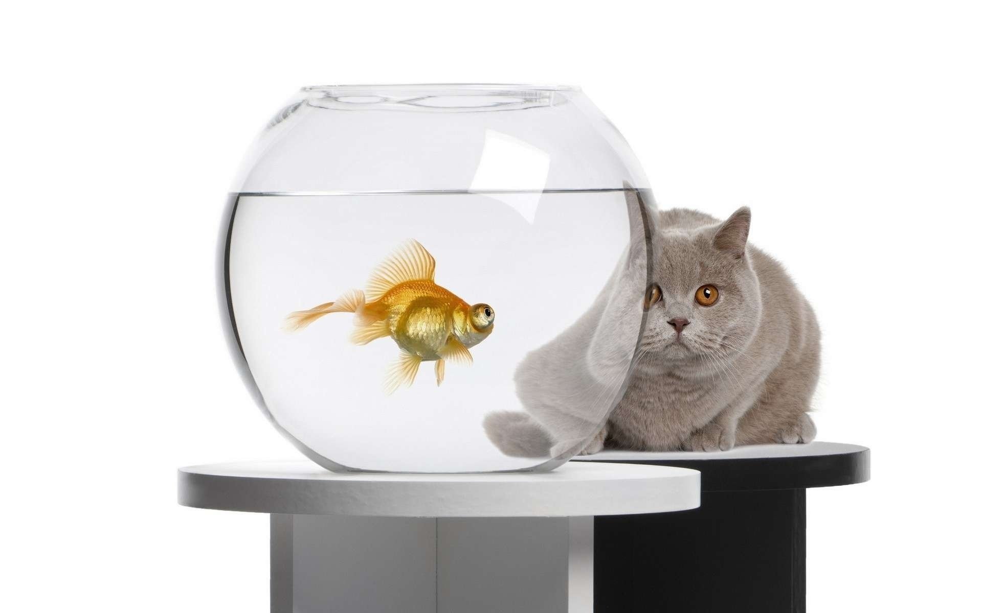 katze aquarium goldfisch