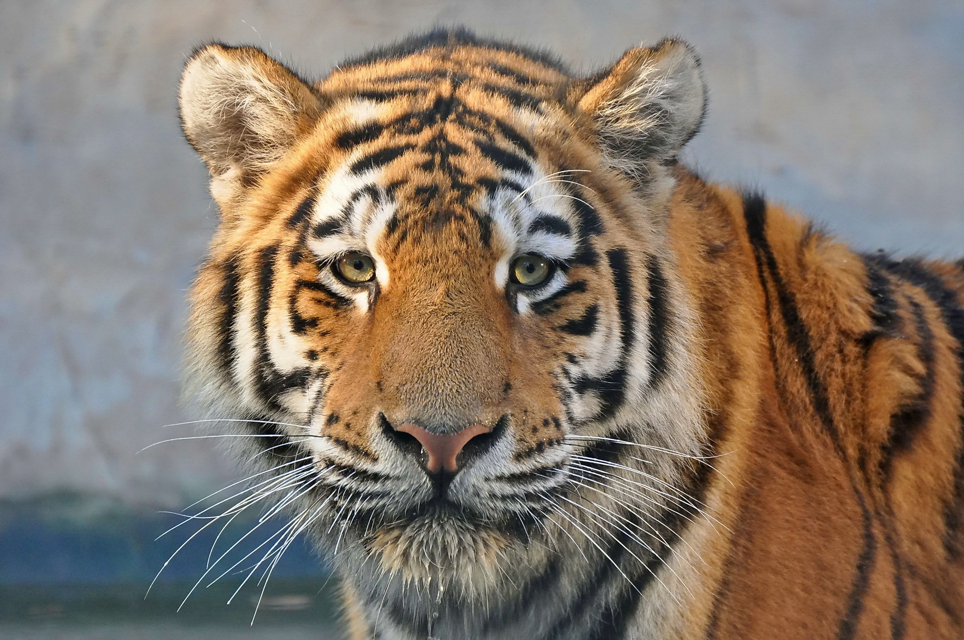 tigre museau vue prédateur