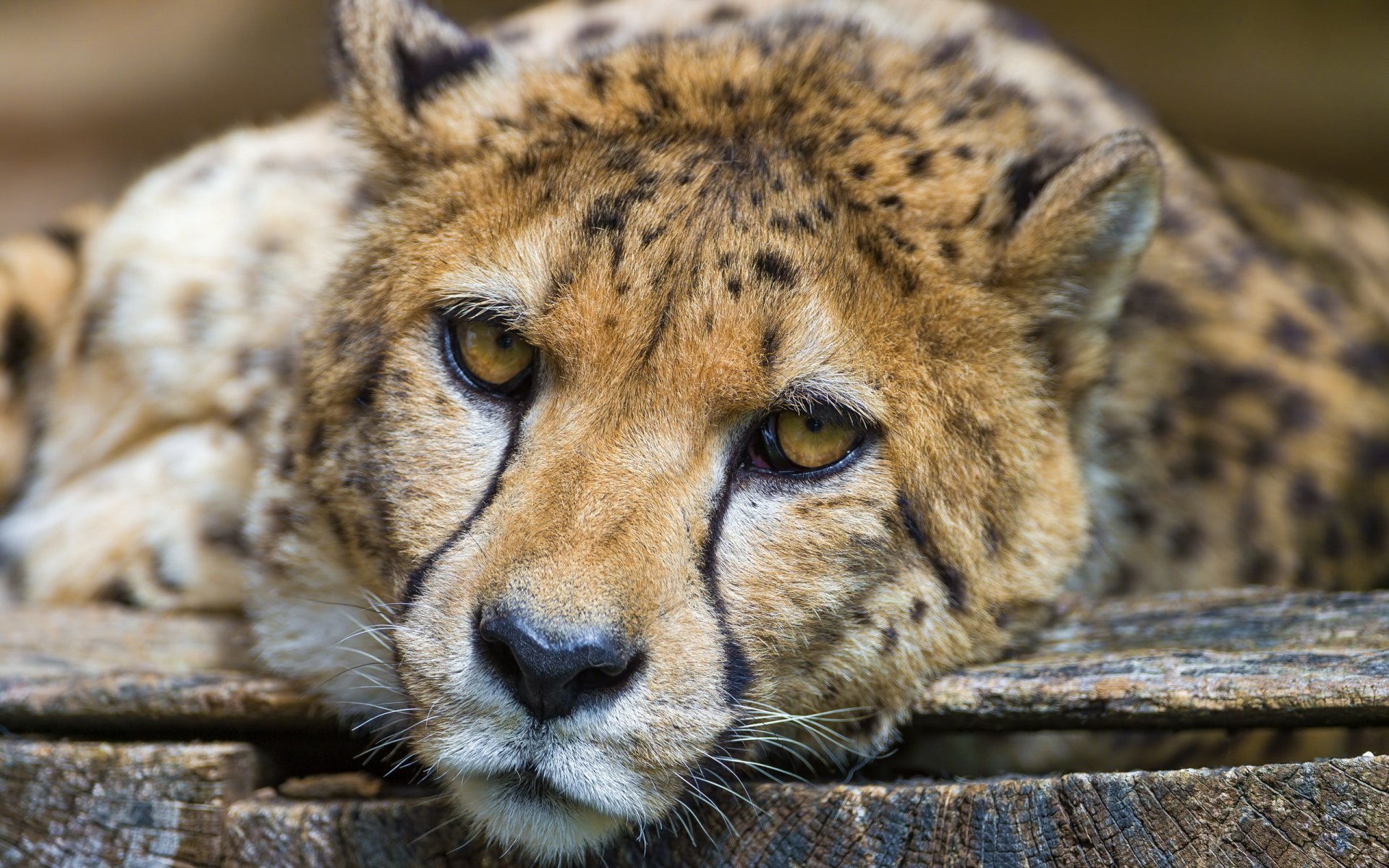 guépard museau repos