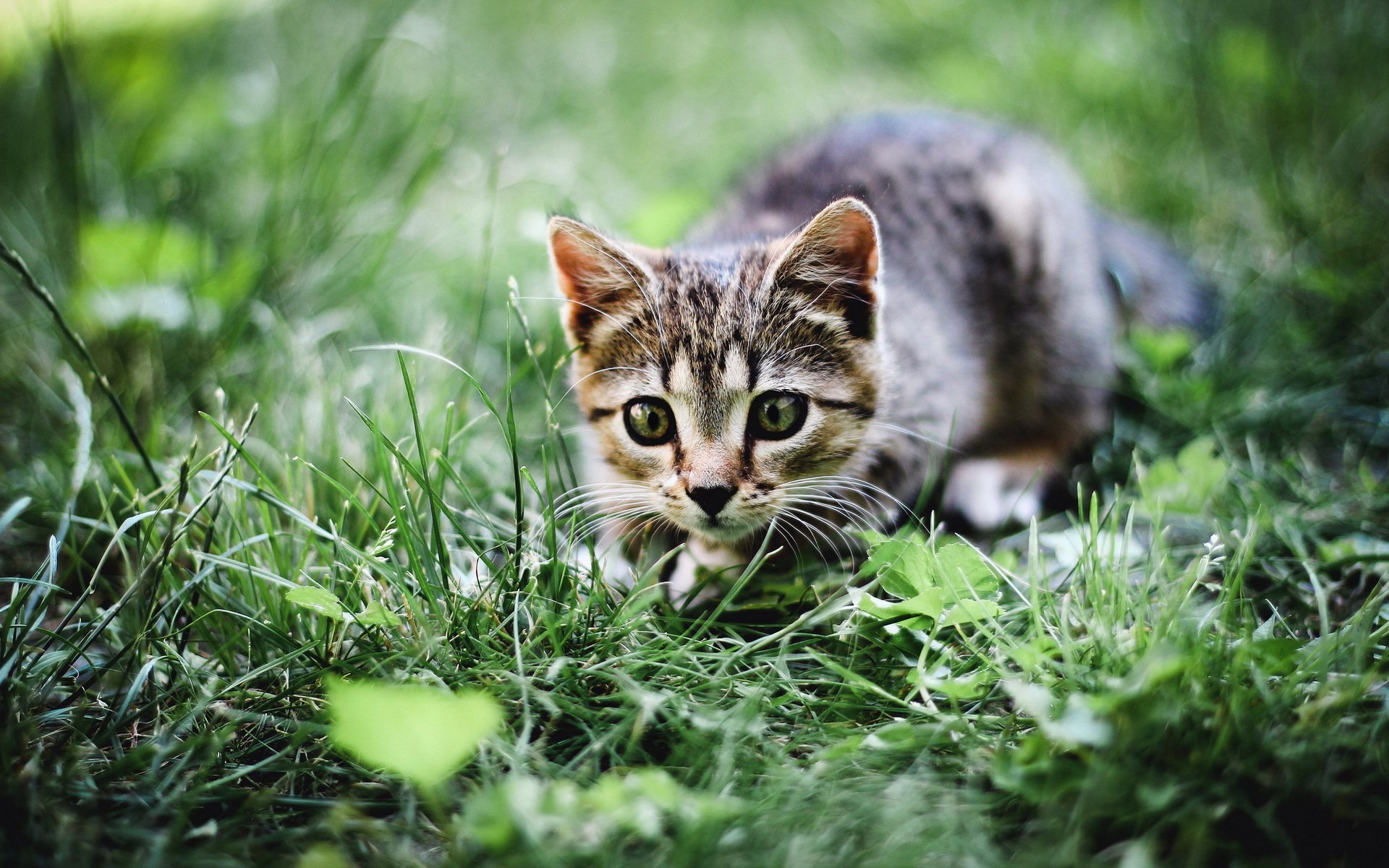 gato hierba verano