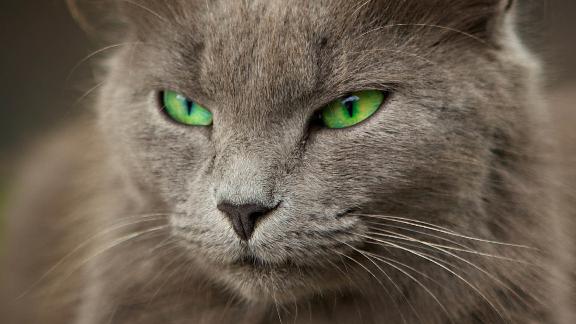 cat grey green eyes blur