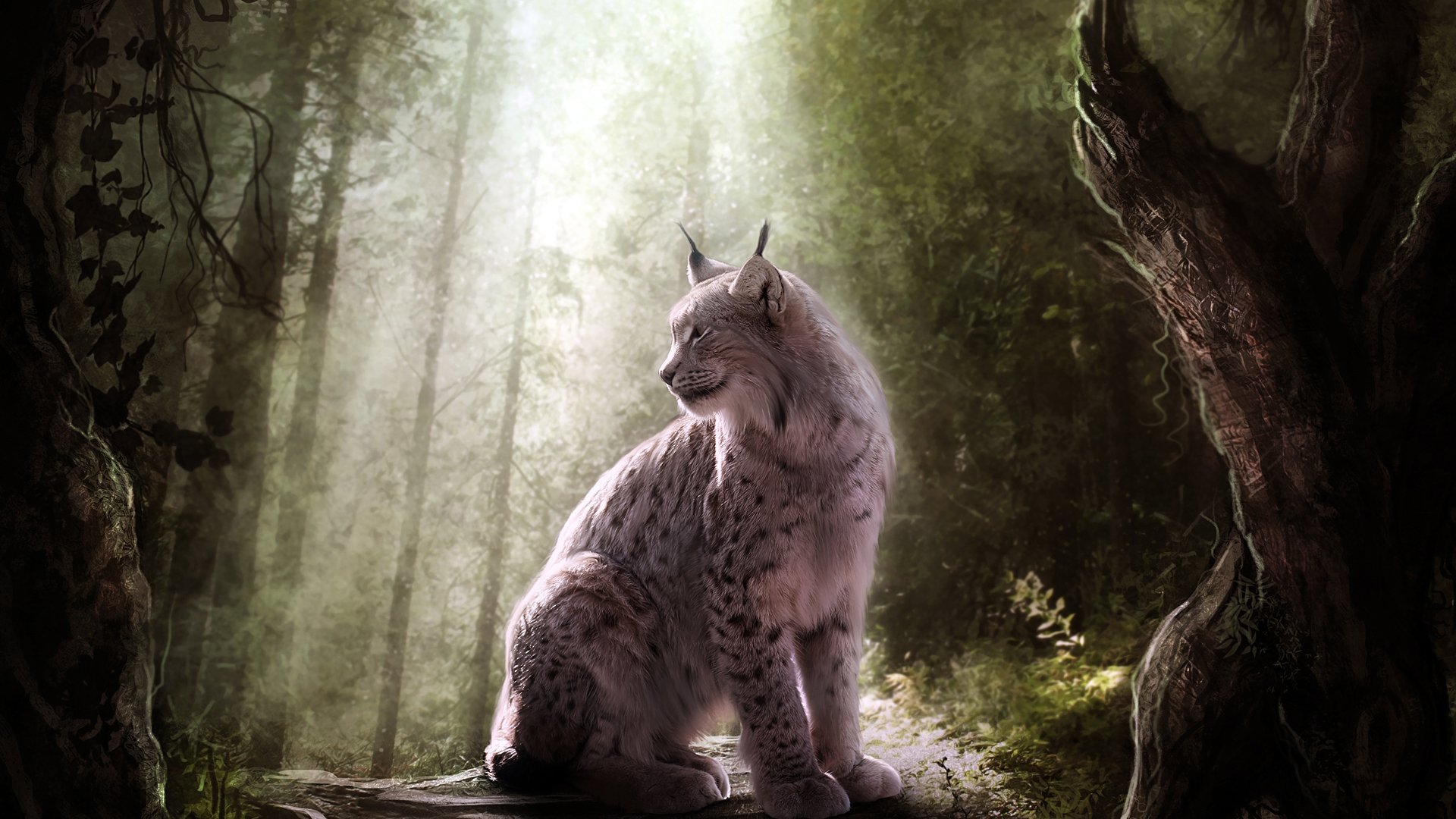 luchs katze wild raubtier wald licht