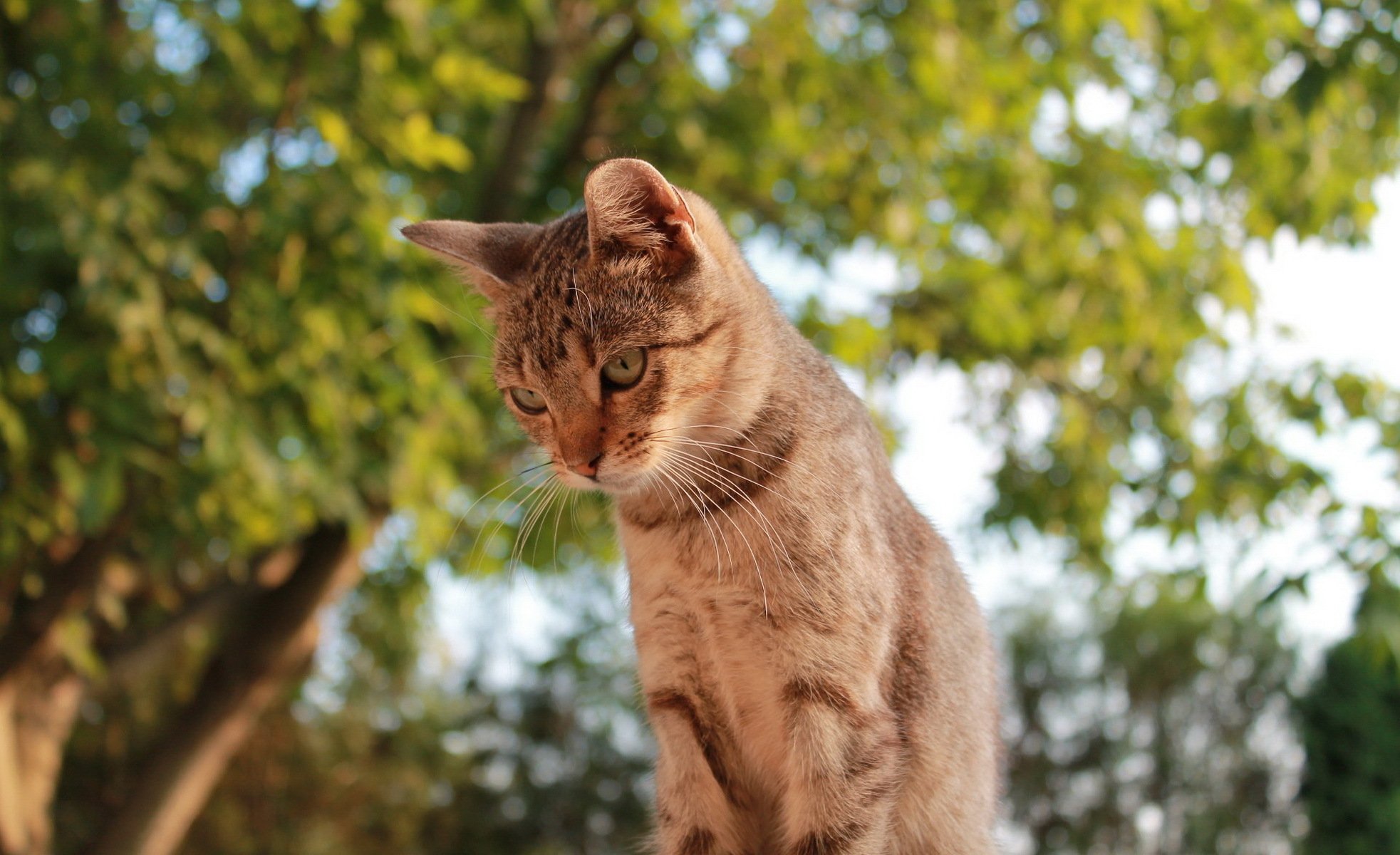 gato pelirrojo mirando árbol. verde